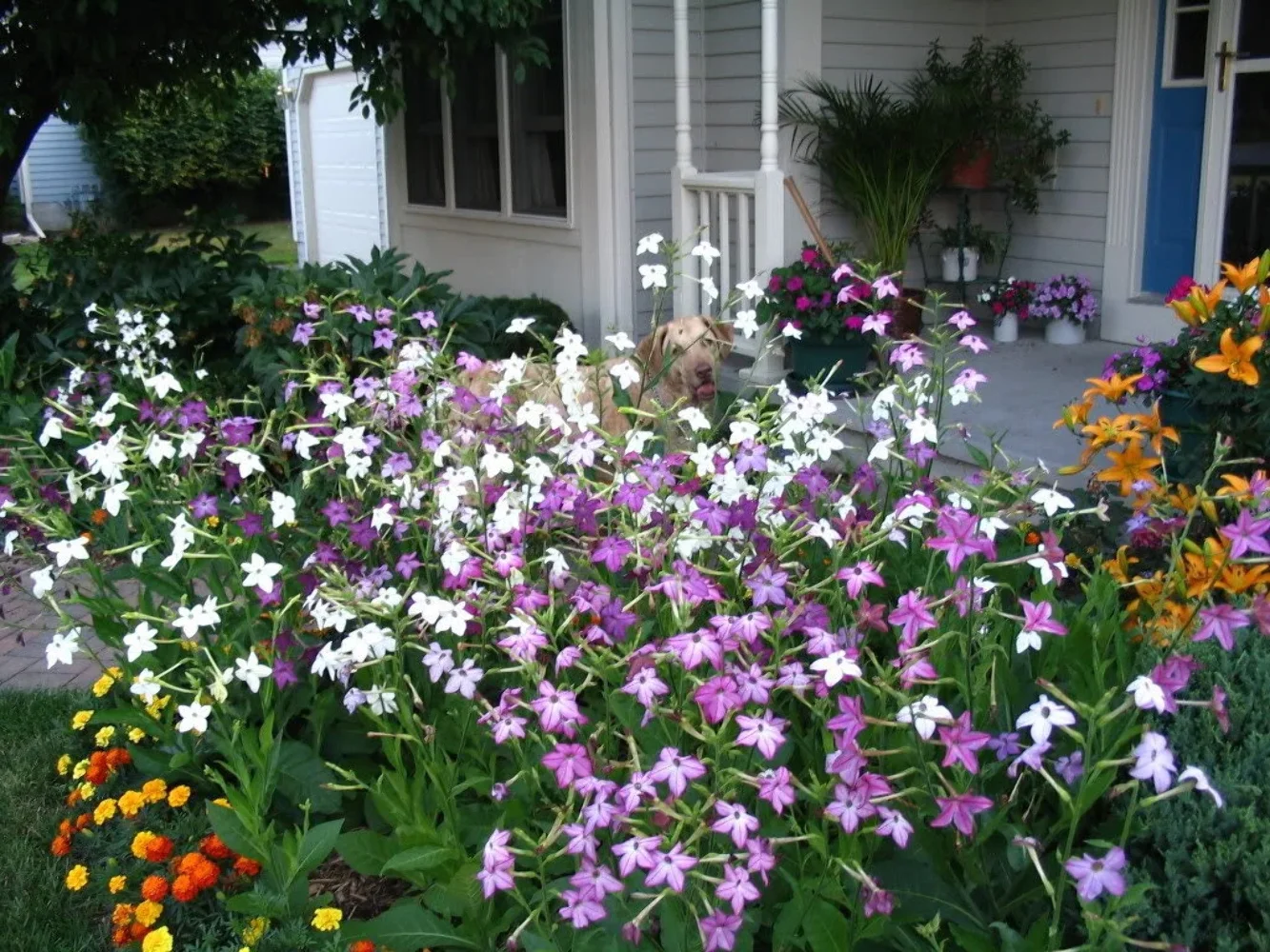100 MIXED COL NICOTIANA Alata (Ornamental Flowering Tobacco) Flower Seeds