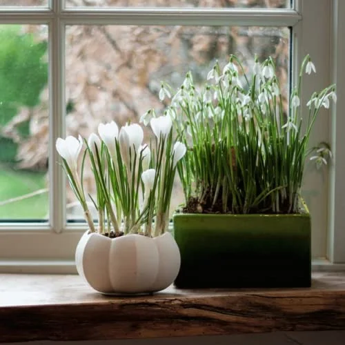 CHUXAY GARDEN Galanthus-Snowdrop 200 Seeds Hardy Flowering Plant Striking Landscaping Plant Grows in Just Weeks