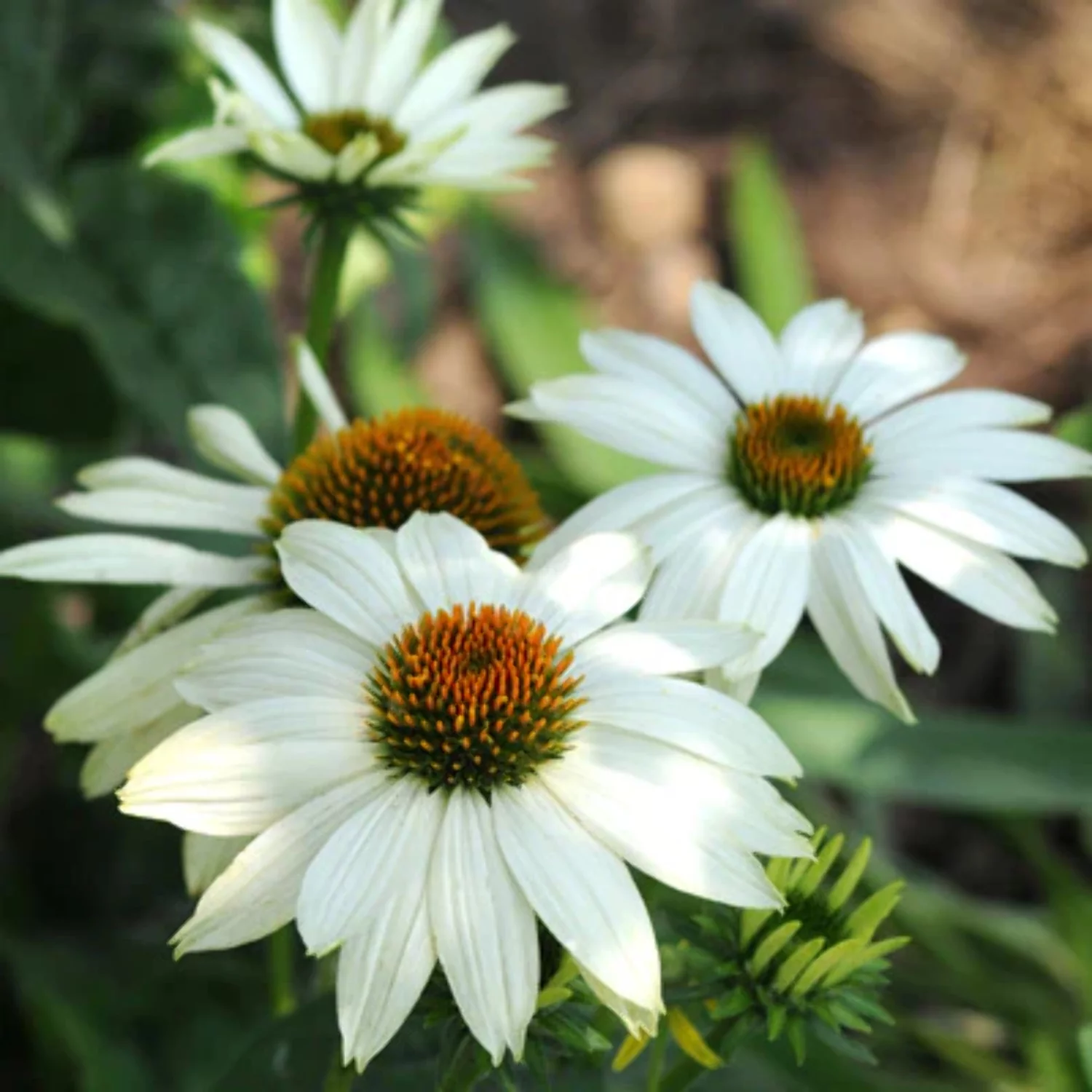 Echinacea Seeds - PowWow White Variety Seeds - Non-GMO - 100 Seeds