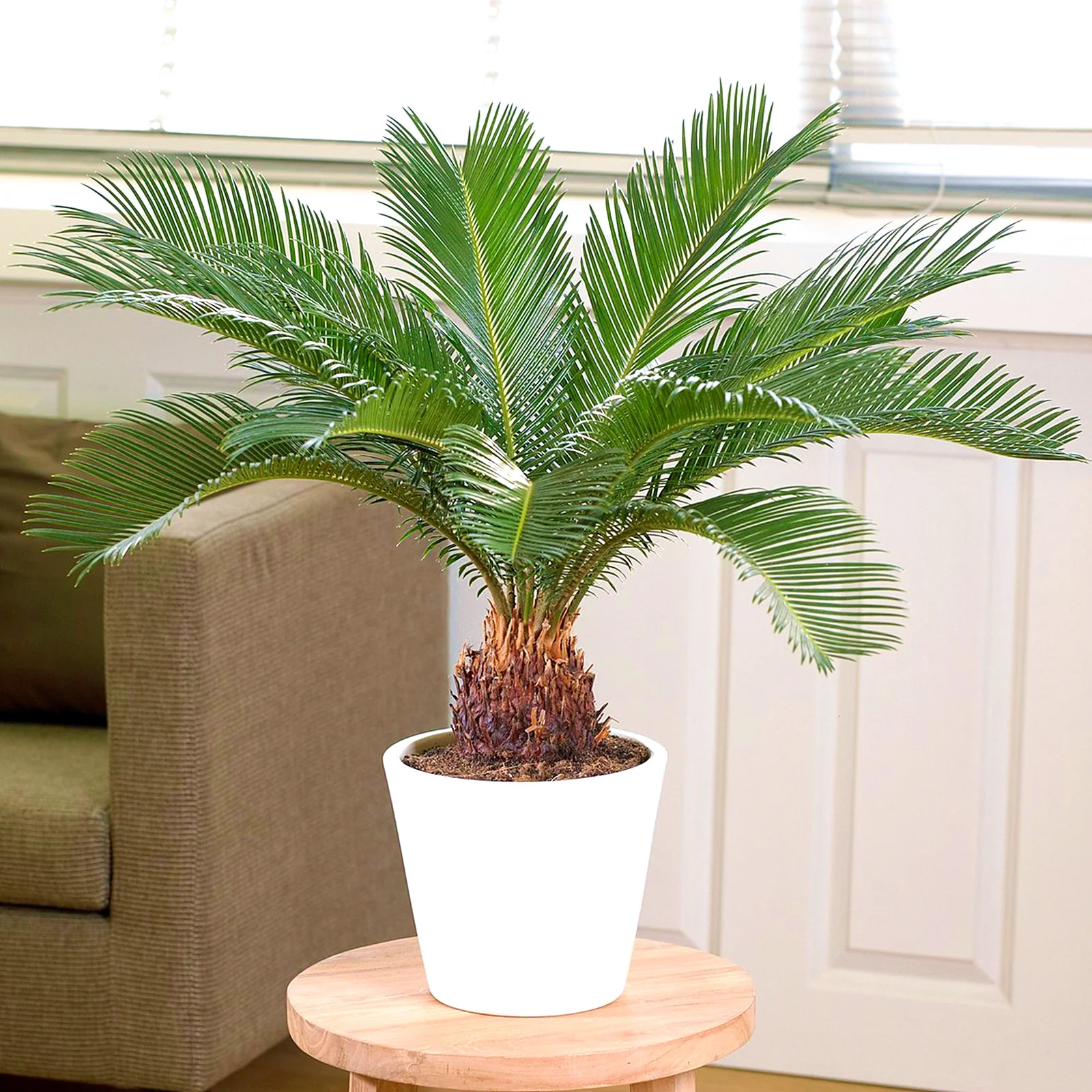 Sago Palm Bulb, Palm,Cycas Bulbs,Cycadaceae, Outdoor, Indoor Plants,Sago Palm,Bulbs,Potted Plants, Sago Palm Bulb For Sale(Pot Not Included)