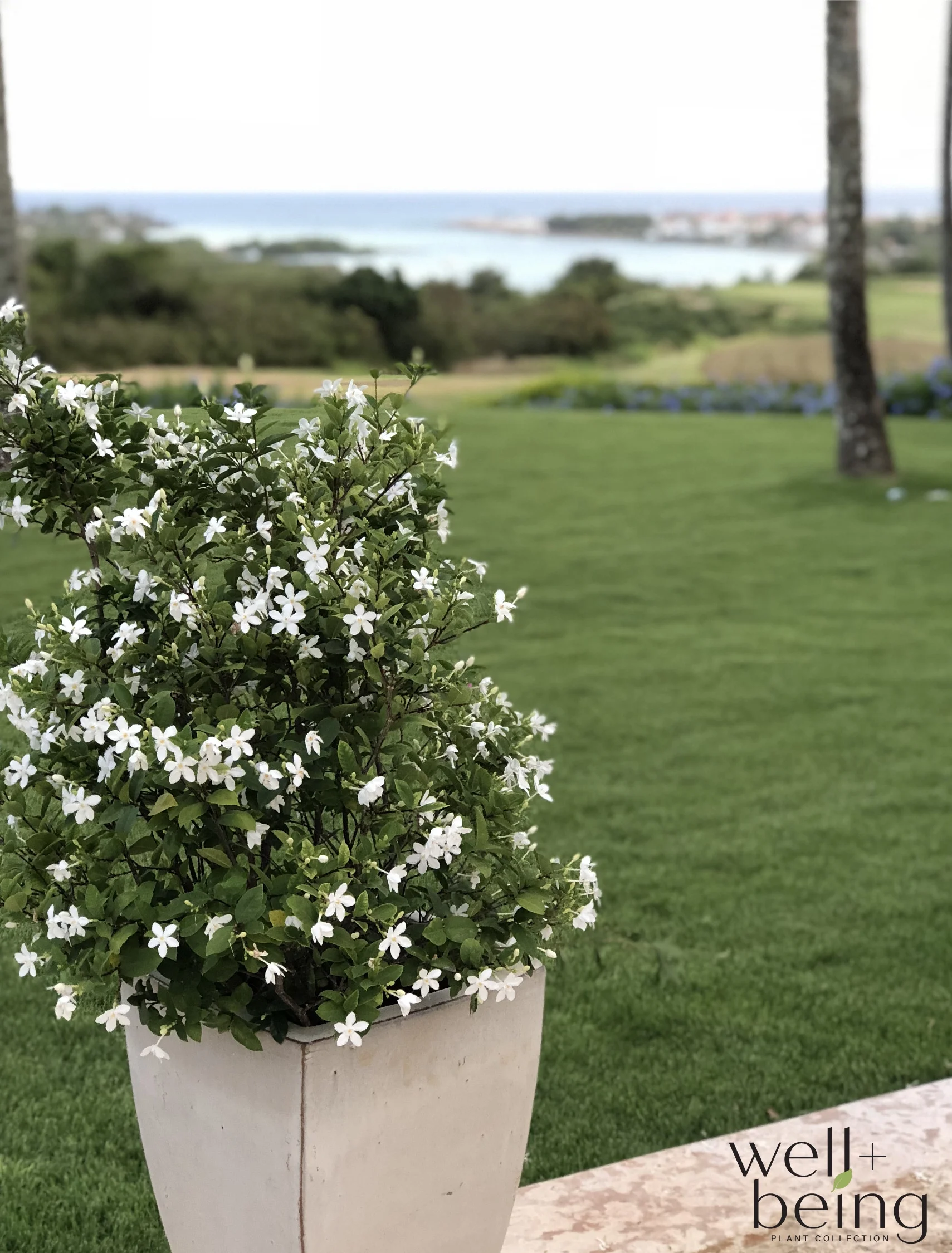 Nature's Way Farms Jasmine Asian Snow Live Plant (18-24 in. Tall) in Grower Pot