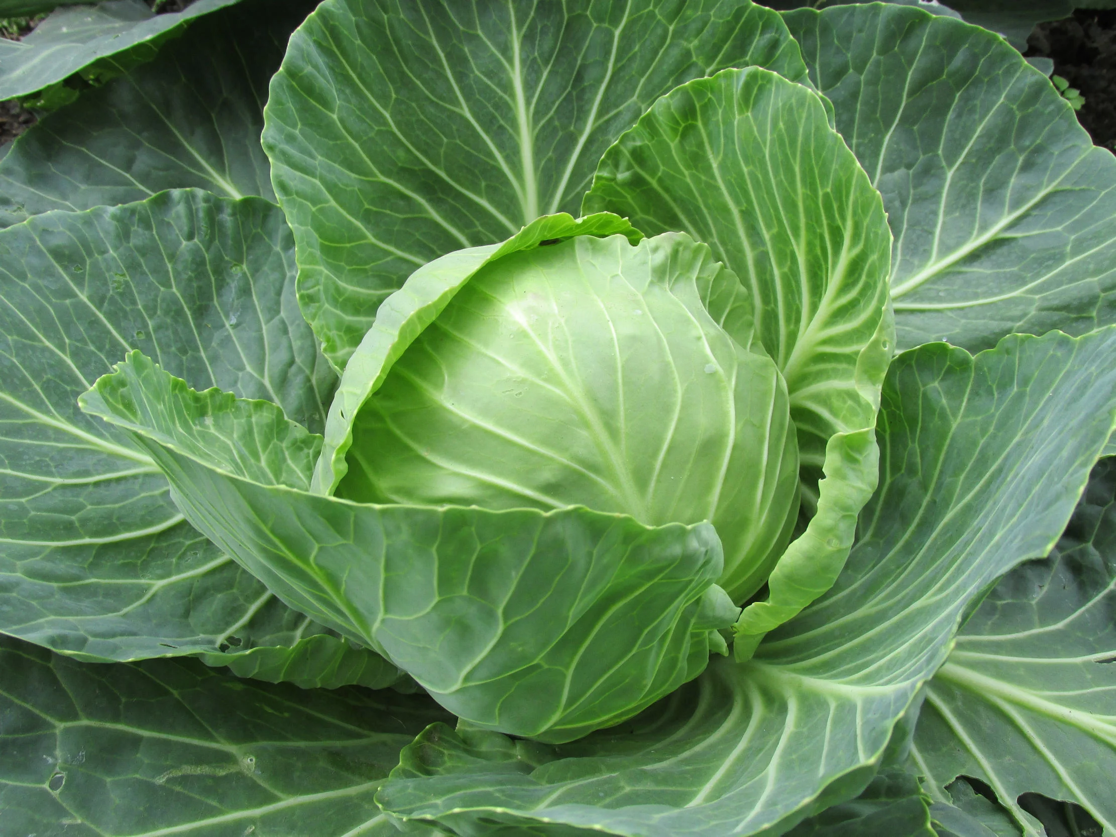 Vegetable Seeds-Golden Acre Cabbage-100 Heirloom Seeds- Beautifully Round  -Earliest Producer - Round 6- 7