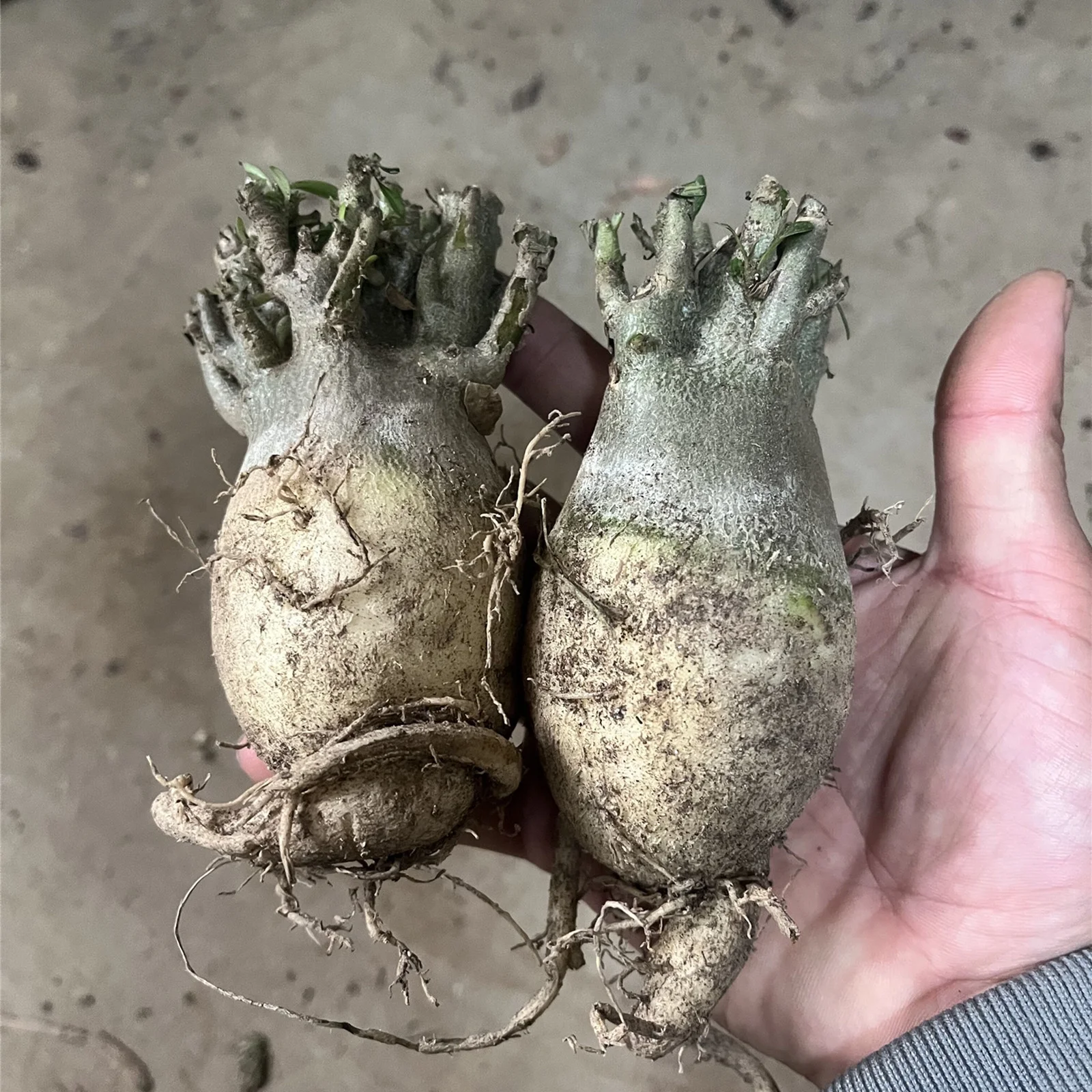 Desert Rose Bulbs, Beautiful Trees, Potted Balcony,Blooming,Potted Plant Outdoor,Blooming Continuously, Drought Tolerant,Desert Rose Bulbs For Sale