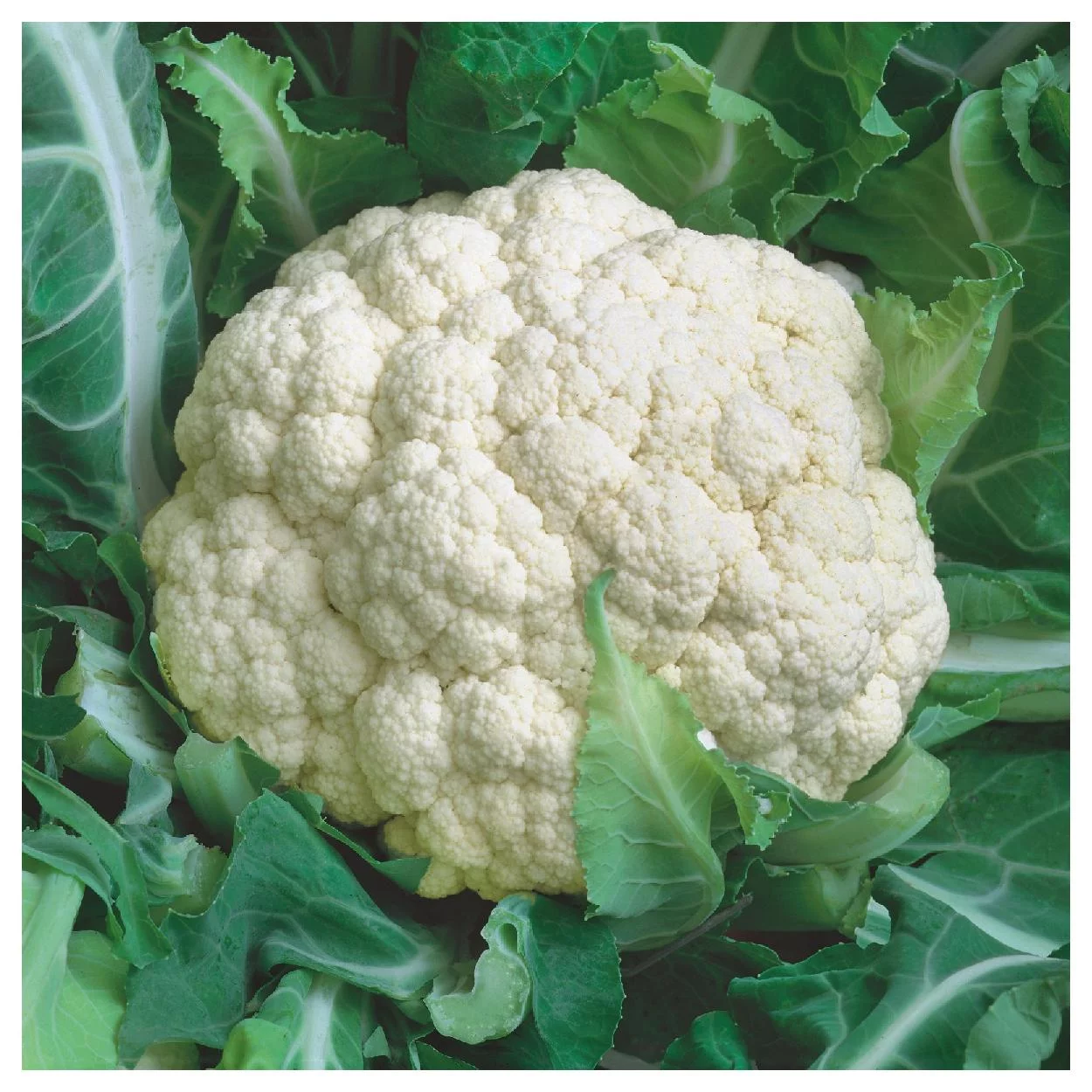 Everwilde Farms - 500 Snowball Self Blanching Cauliflower Seeds - Gold Vault Jumbo Bulk Seed Packet