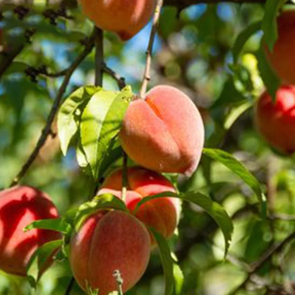 Fox Farm Ocean Forest Potting Soil FFOF Sea Moss Organic 12 Quart Bundled with Pearsons Protective Gloves (2 Pack)