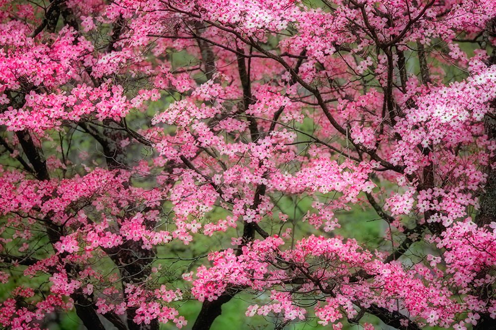 Jones, Adam 14x11 White Modern Wood Framed Museum Art Print Titled - Soft focus view of large pink flowering dogwood tree in full bloom-Kentucky