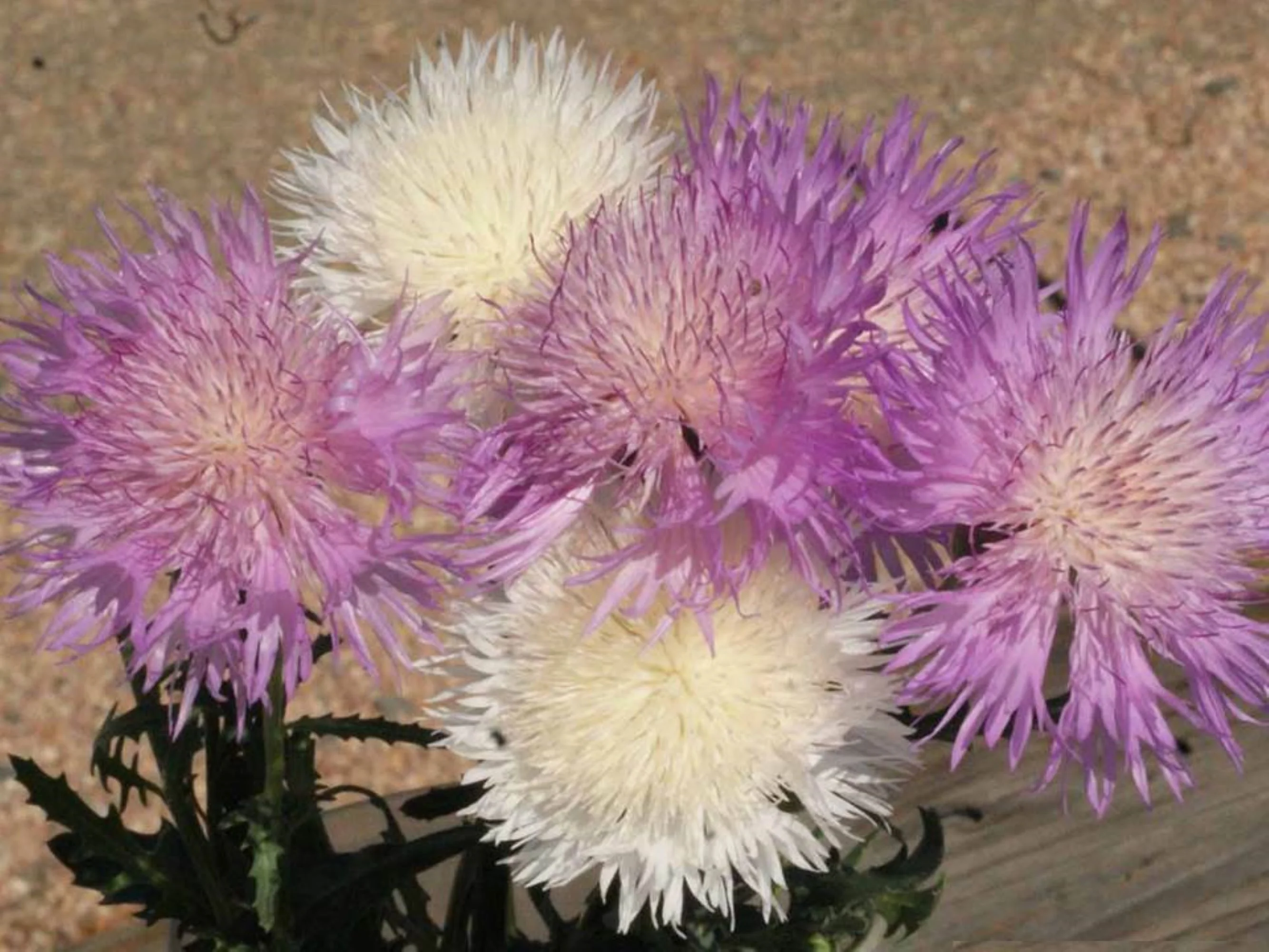 Sweet Sultan Imperialis Mix / Perennial/ Full Sun/	700 Seeds 1/8 oz/ Zellajake Farm and Garden - B234