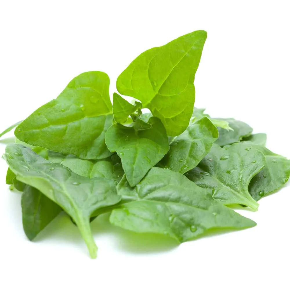 New Zealand Spinach Seeds - Everlasting Spinach Herb Seed - 400 Seeds