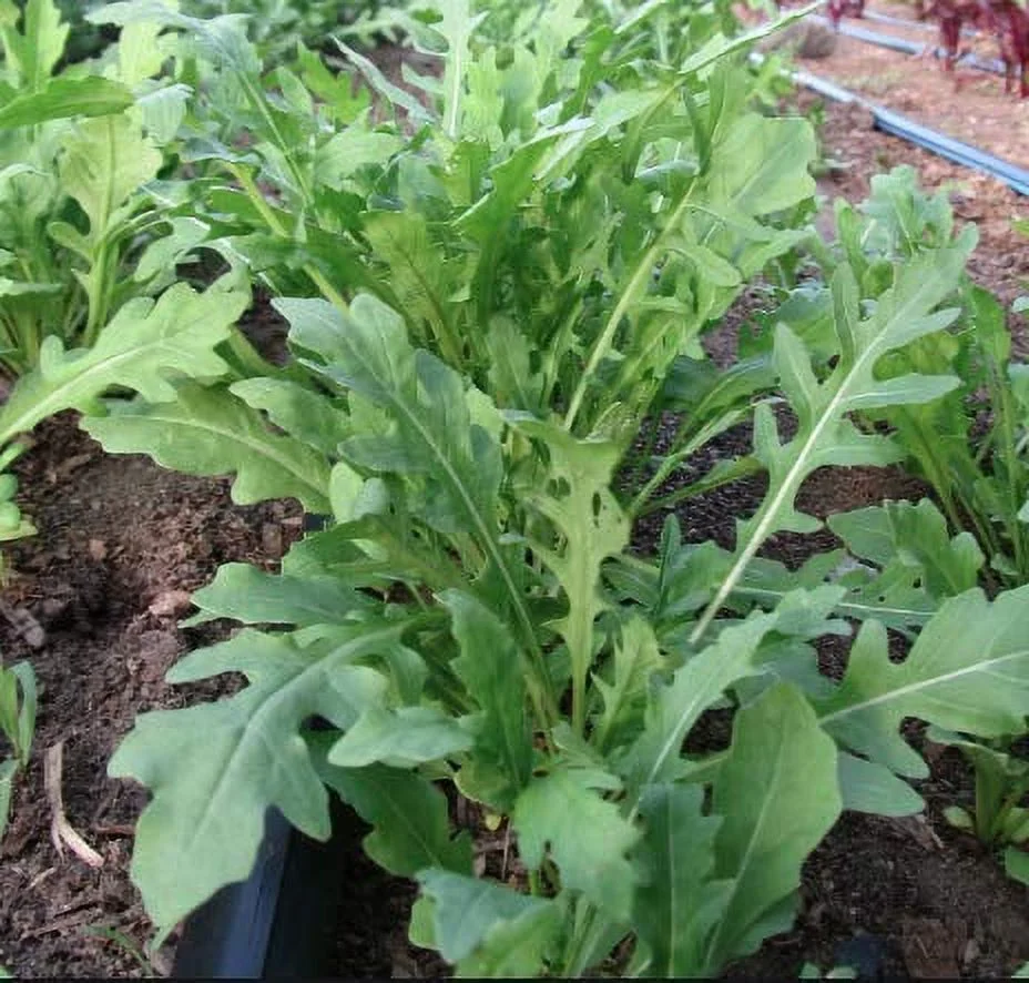 Wild Rocket Arugula Seeds, 1000 Heirloom Seeds Per Packet, Non GMO Seeds, Isla's Garden Seeds
