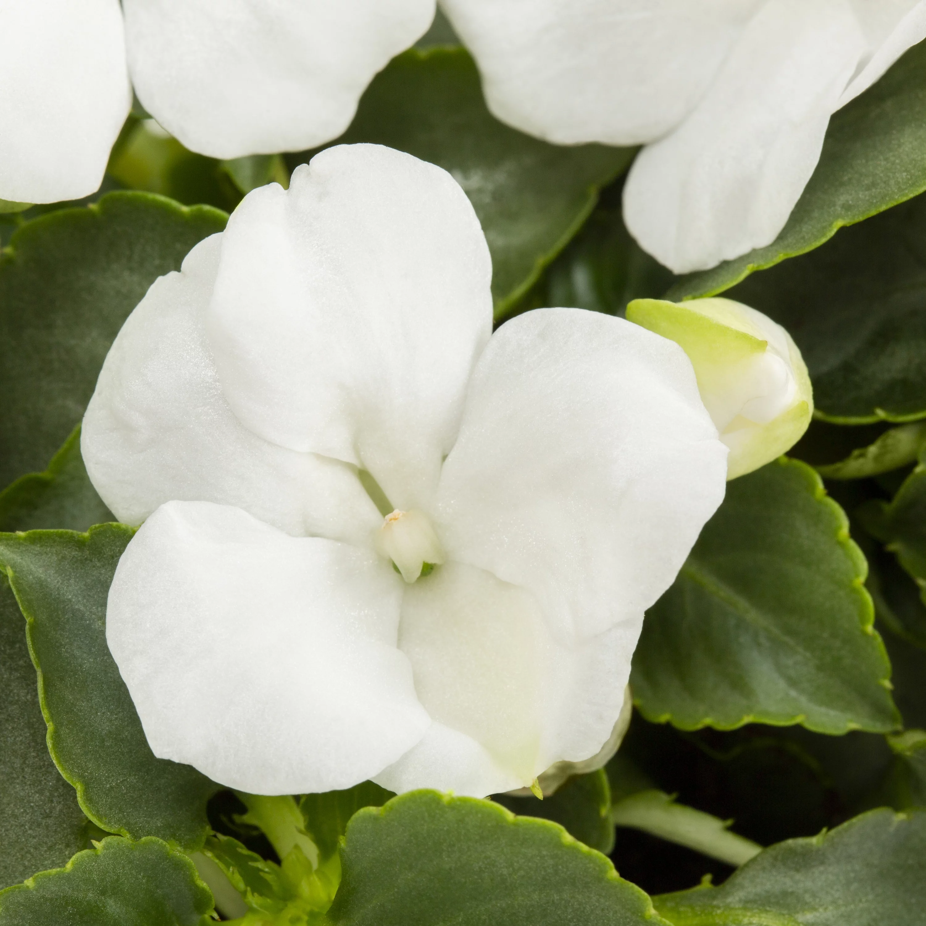 EXPERT GARDENER ACCENT VINCA VINE PT