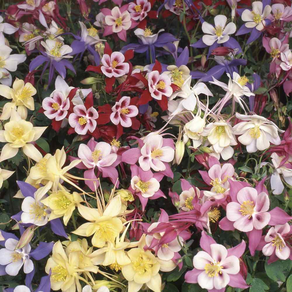 Columbine Seed - Aquilegia Caerulea Flower Seed Mix - 2000 Seeds