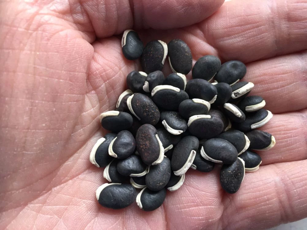 Earthcare Seeds - Hyacinth Bean 15 Seeds (Dolichos Lablab Purpureus) Heirloom - Open Pollinated