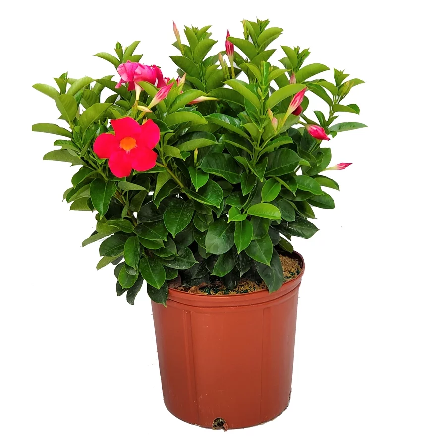 Tropical Plants of Florida 22