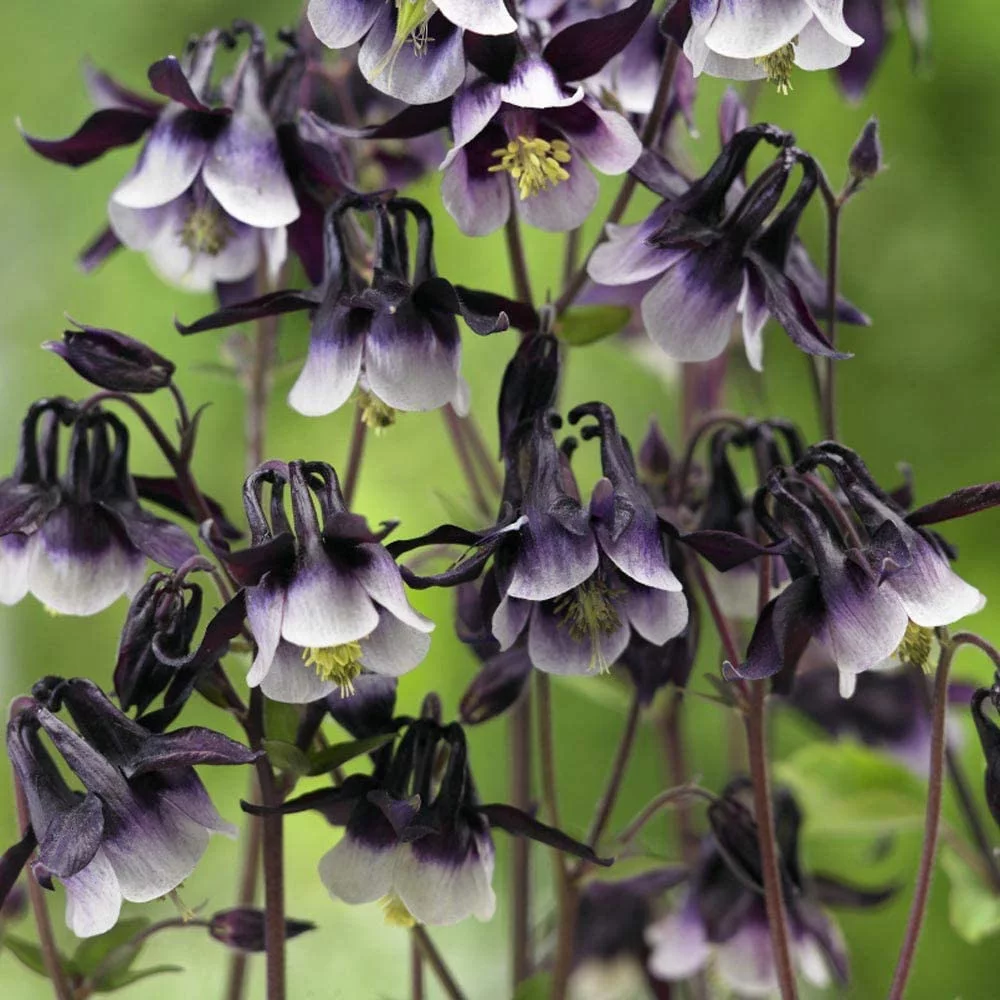 Outsidepride Columbine William Guinness Flowers - 2000 Seeds