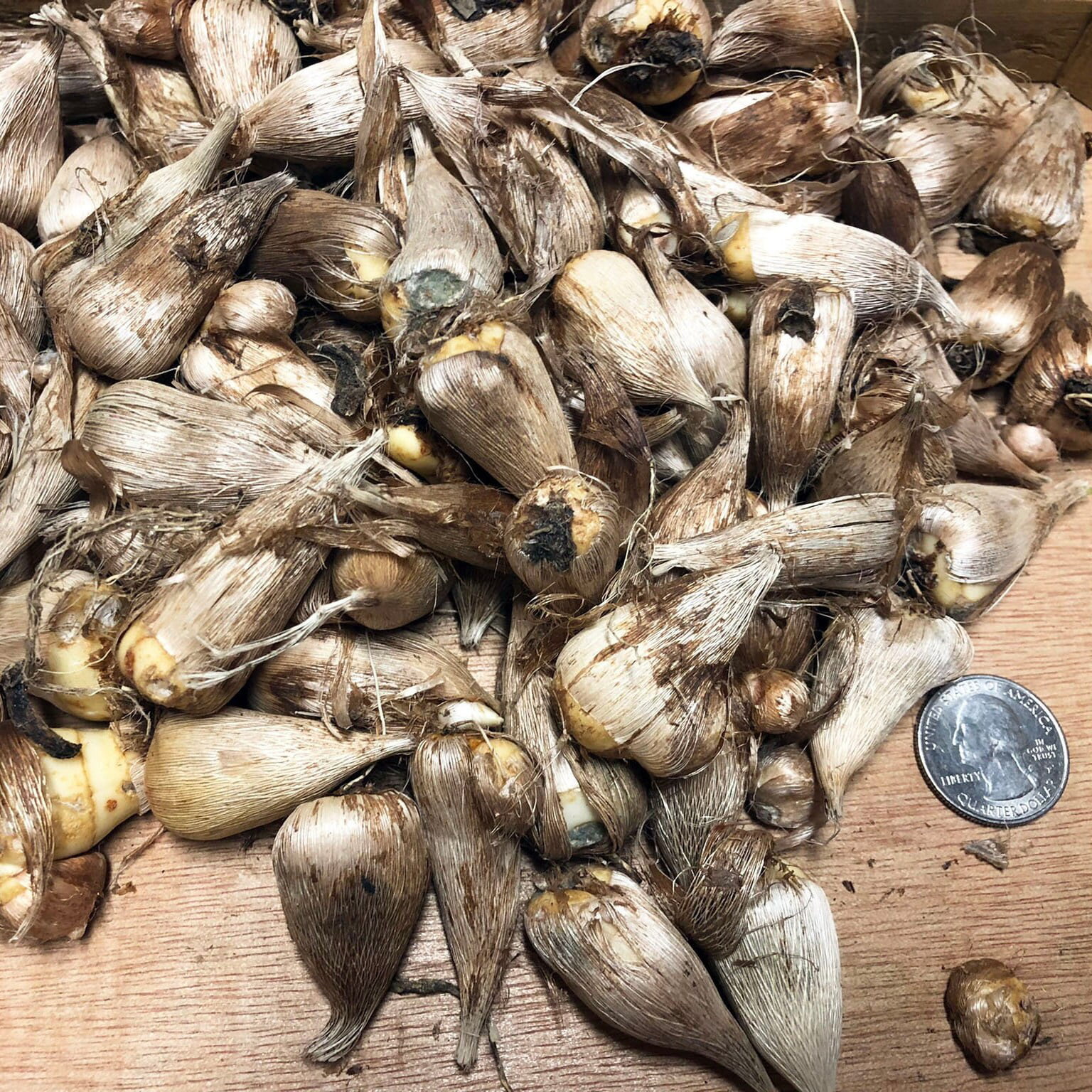 Single Mix Freesia (15 Bulbs) - Flourishing Venture