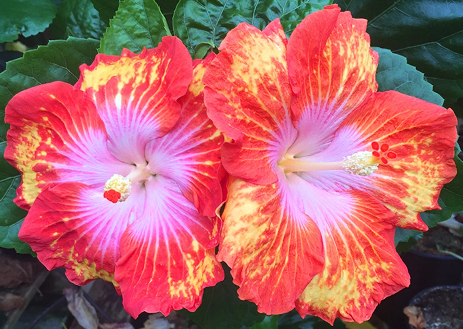Hibiscus Bulb, Large  Flowers,Giant Hibiscus,Four-Season Plants,  Hibiscus Plants,Beautiful,Delicate Flowers,  Hibiscus,Hibiscus Bulbs For Sale