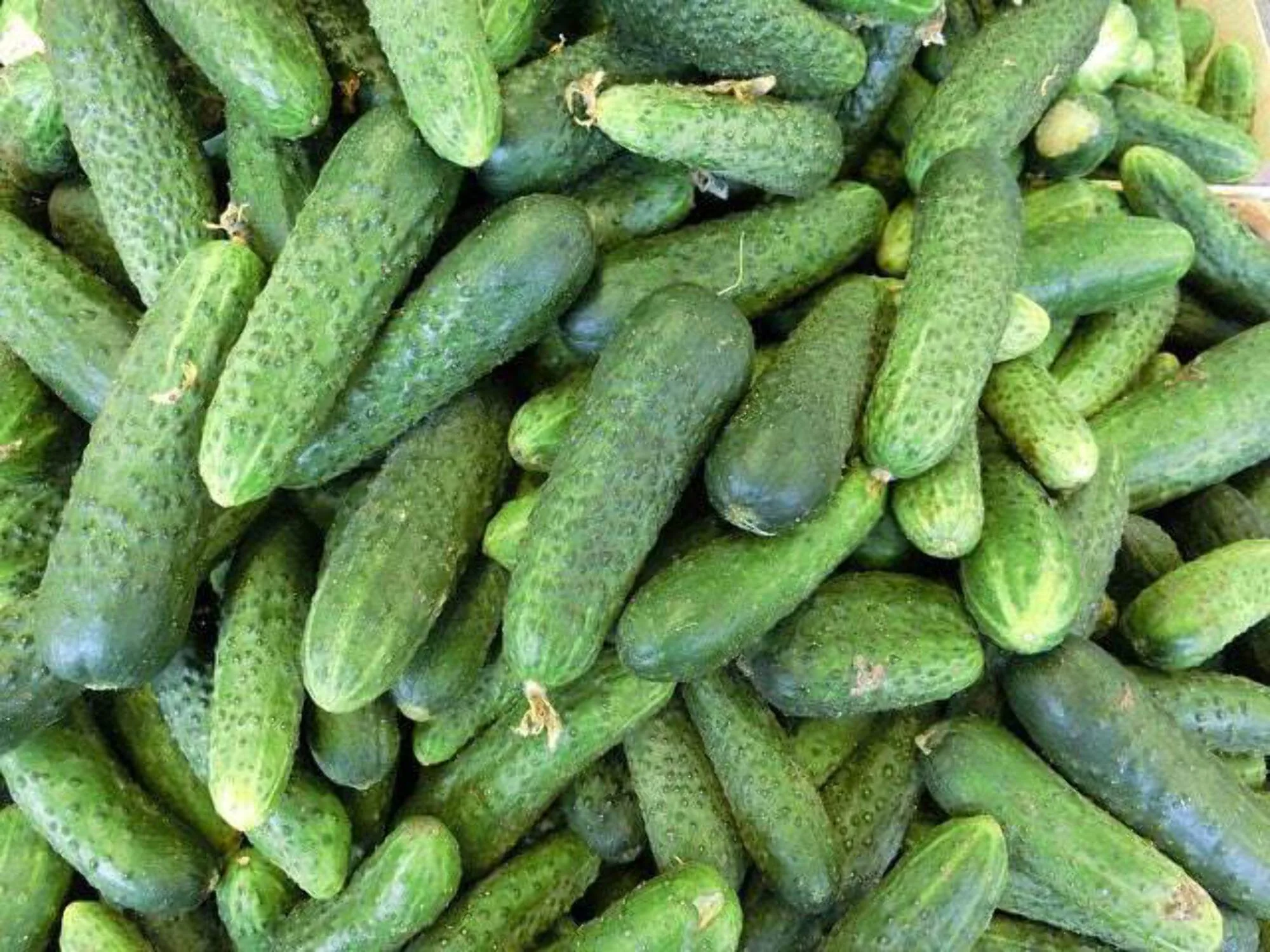 150 Seeds BOSTON PICKLING CUCUMBER Heirloom Cucumis Sativus Fruit Vegetable Seeds