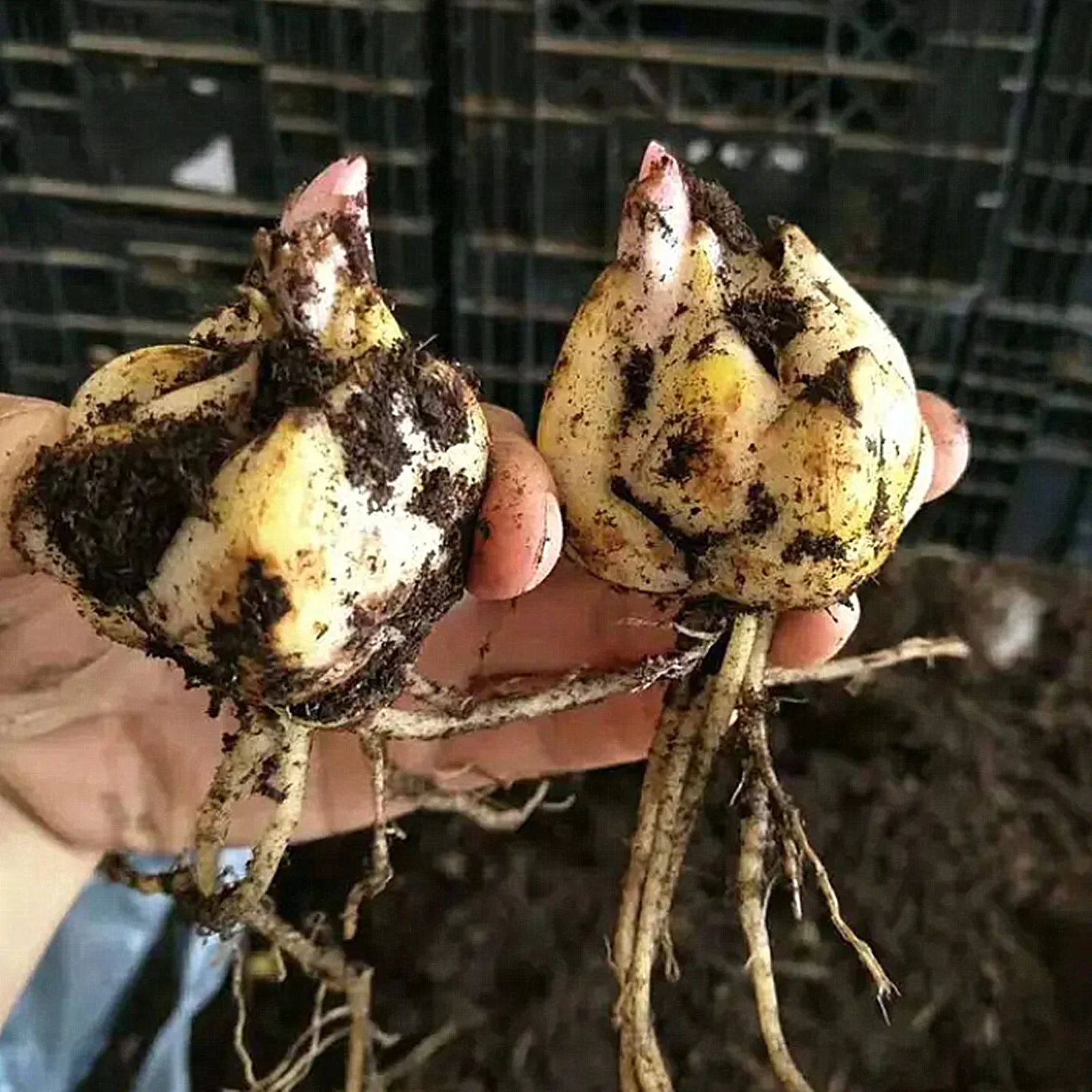 Lily Bulbs, Summer Flowers, Bulb Flowers, Temperament,Bright, Fragrant Flowers, Charming， Fresh Air,Tiger Lily Bulbs，Lily Bulbs For Sale