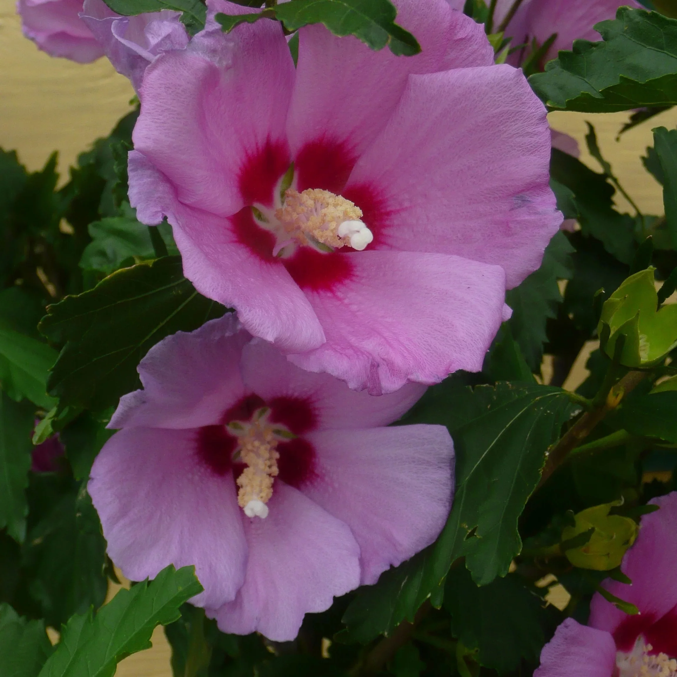 Rose of Sharon - Shrub Althea - Hibiscus 'Pink'