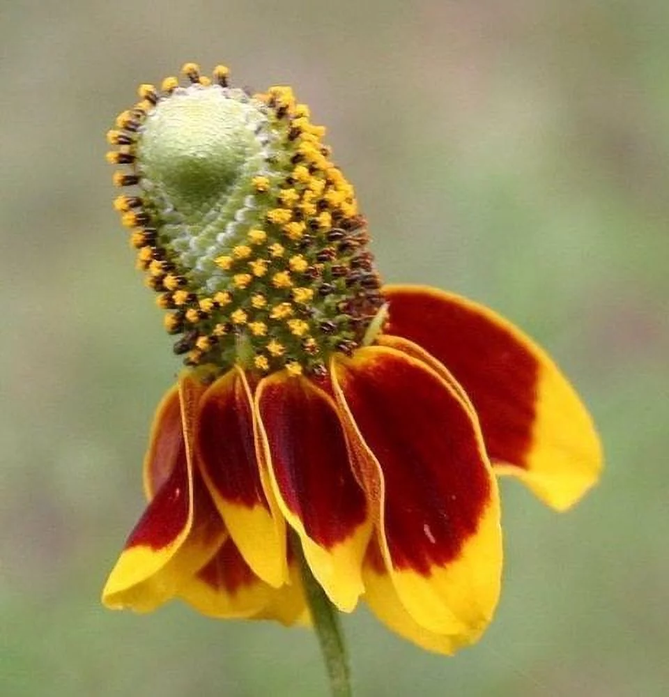 Mexican Hat Nice Garden Flower BULK 1 Lb Seeds