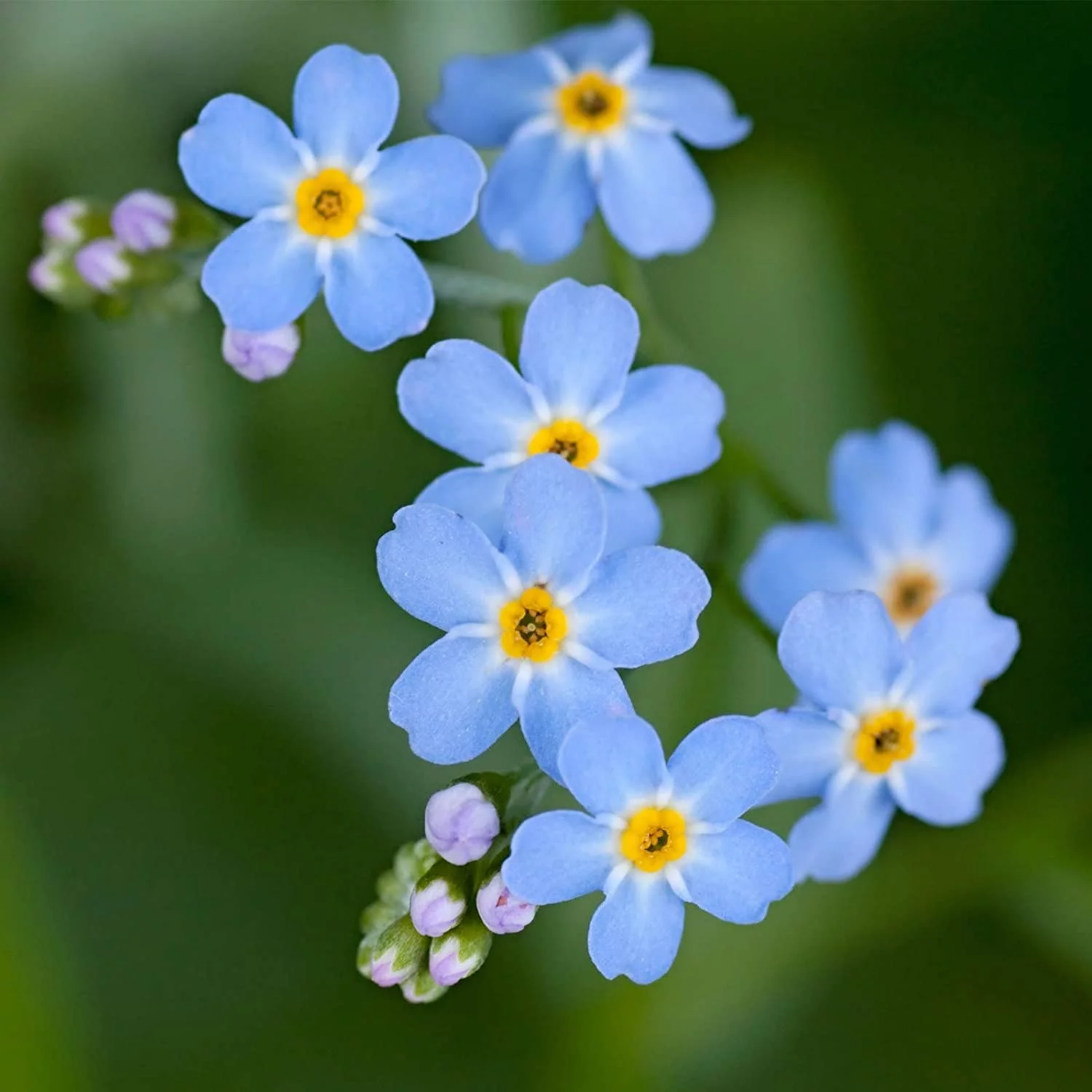Myosotis Flower Garden Seeds - Compindi Forget Me Not - 1000 Seeds - Perennial Flower Gardening Seeds - Myosotis sylvatica - Forget Me Not