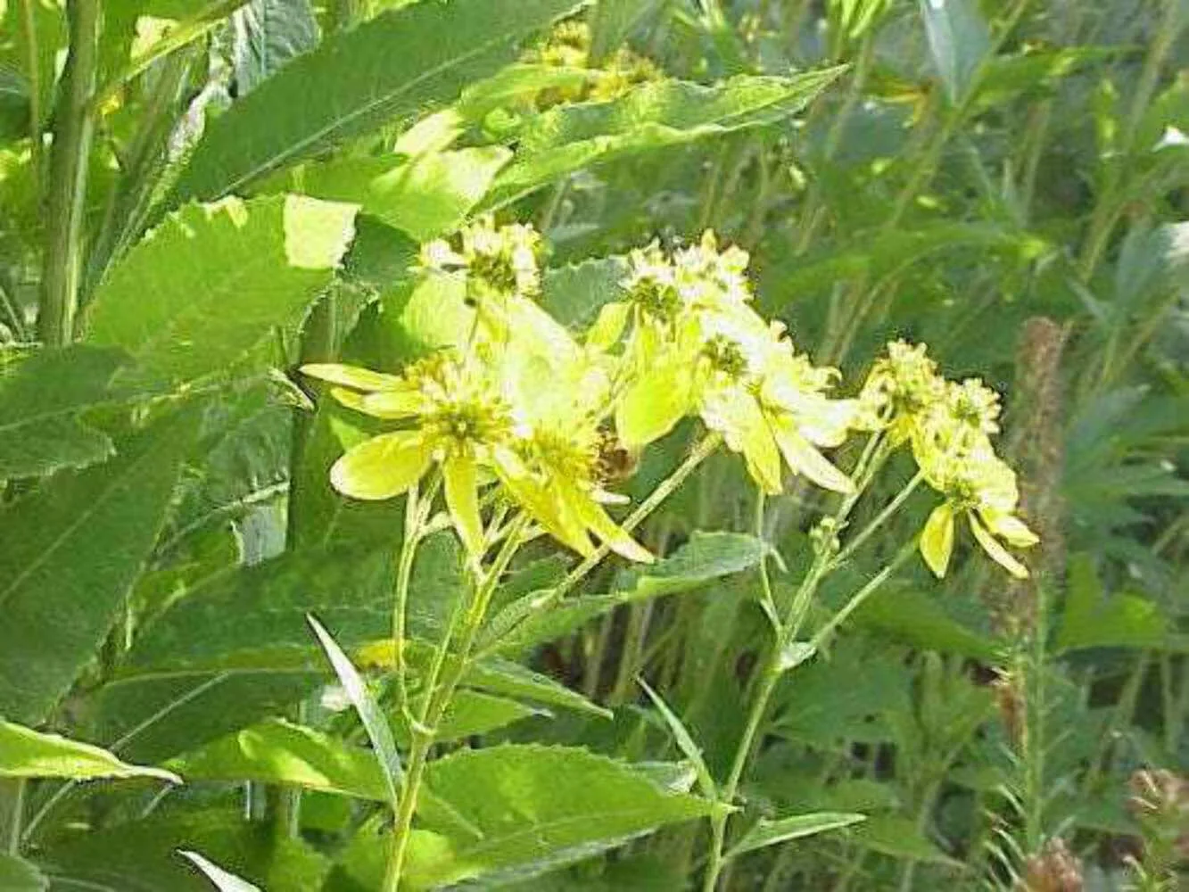 250 WINGSTEM / YELLOW IRONWEED Verbesina Alternifolia Flower Seeds
