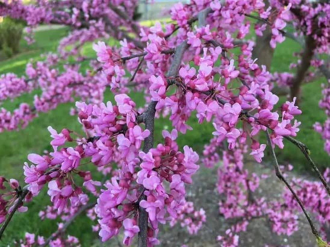 Eastern Redbud Tree Seedlings for Planting - Amazing Pink Spring Flowers - No Ship to California (3 Seedlings)