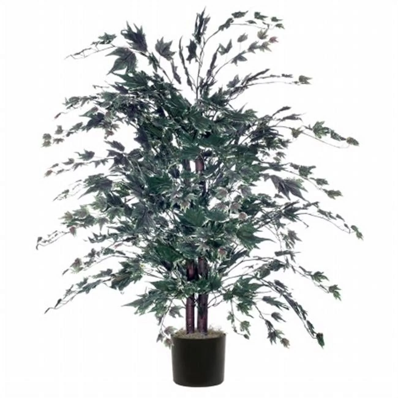 4' Silver Maple Bush