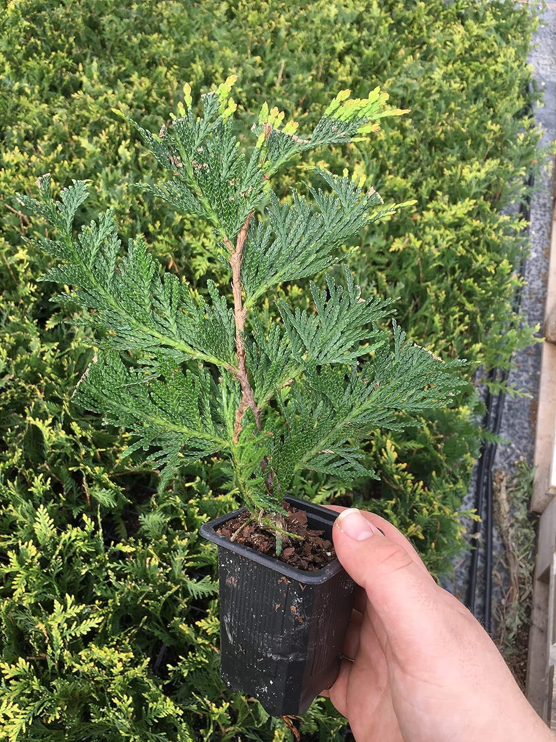 10 Green Giant Arborvitae 8-12