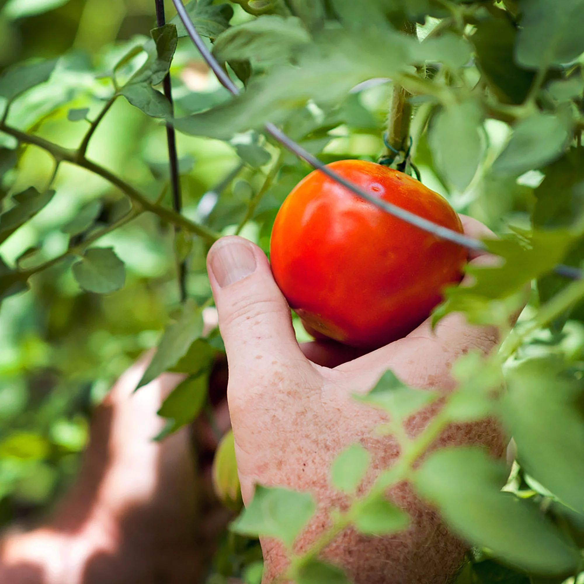Bonnie Plants Celebrity Tomato 2.32 qt.
