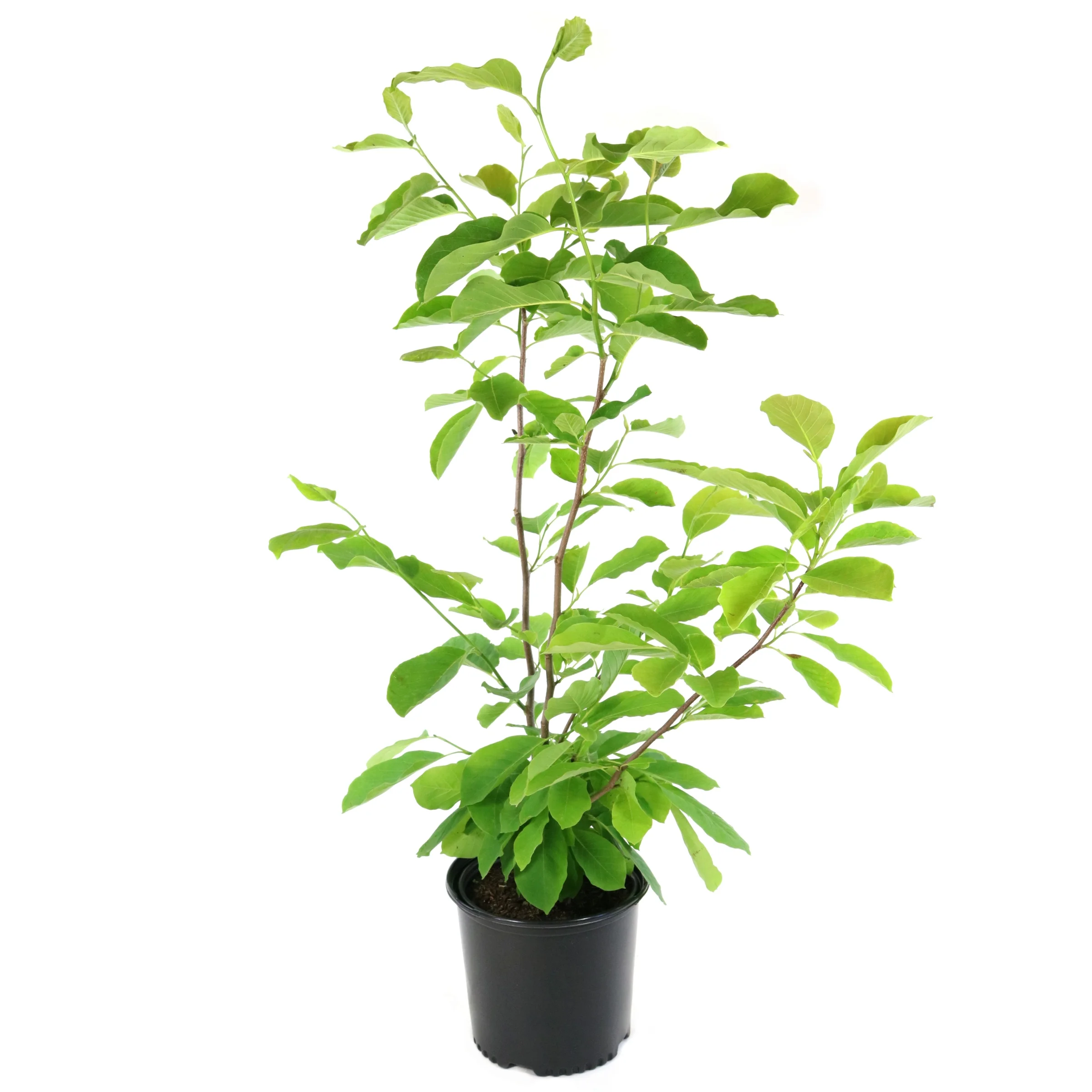 2 gal. Magnolia Yellow Bird Tree with Yellow Flowers