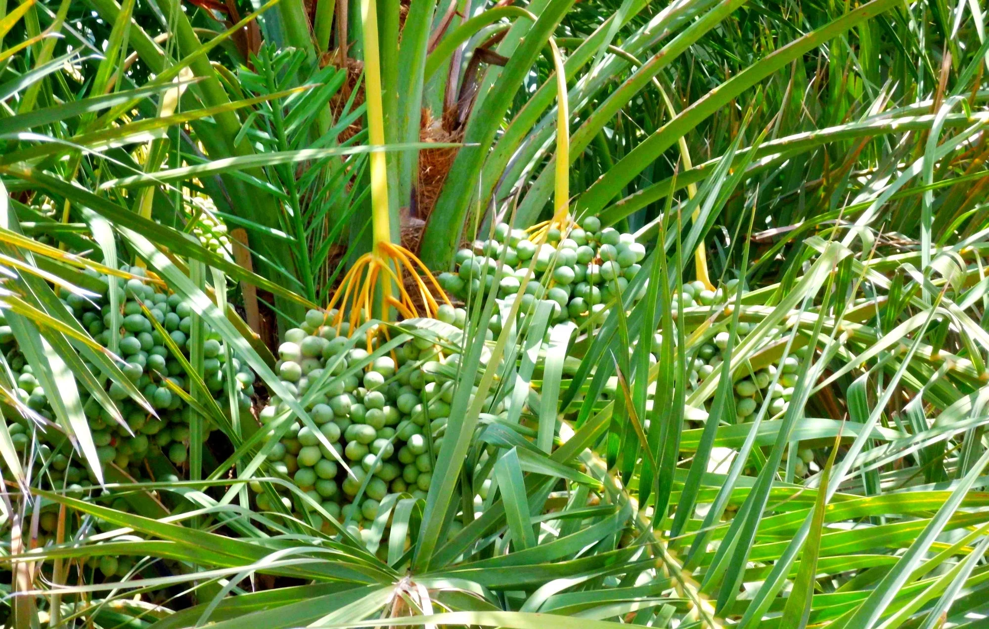 Tropical Palm Seeds- Cliff Date Palm -10 Seeds -Good Container Garden -Phoenix rupicola = Serendipity Seeds