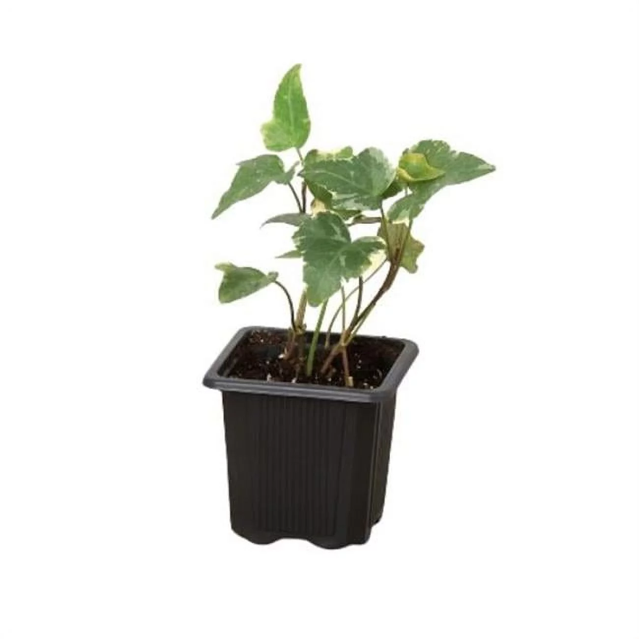 3-IVY-GLACIER 3 in. English Ivy Glacier Nursery Pot