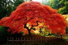 Falls FIRE Japanese Maple - ONE of The Best Japanese MAPLES for Fall Color with Bursts of RED, Orange and Gold! 3 - Year Tree