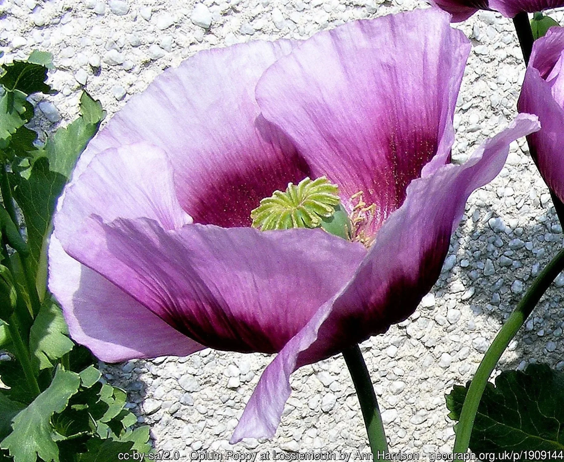1000 HUNGARIAN BREADSEED POPPY Papaver Somniferum Purple Blue Flower Seeds