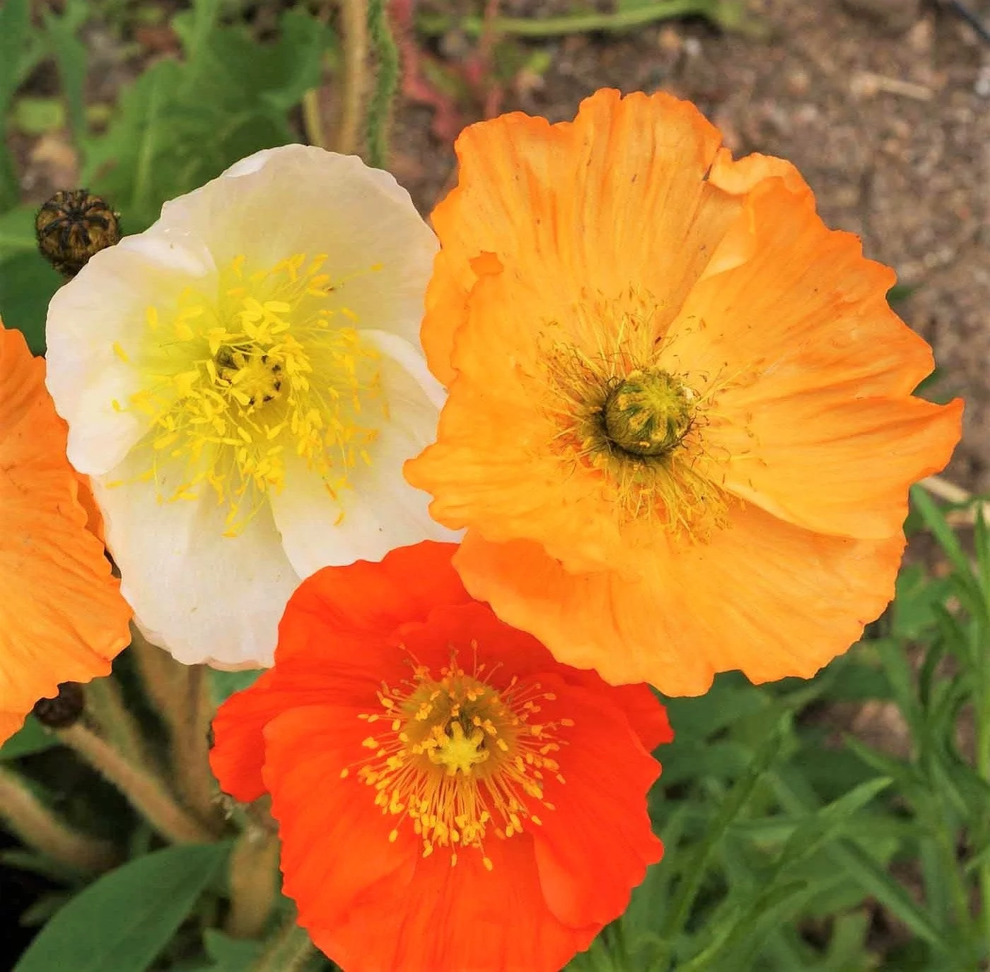 TomorrowSeeds - Iceland Poppy Seeds - 3000+ Count Packet - Papaver Paper Poppies Champagne Orange Yellow White Red Artic USA Garden Flower Seed For 2024 Season