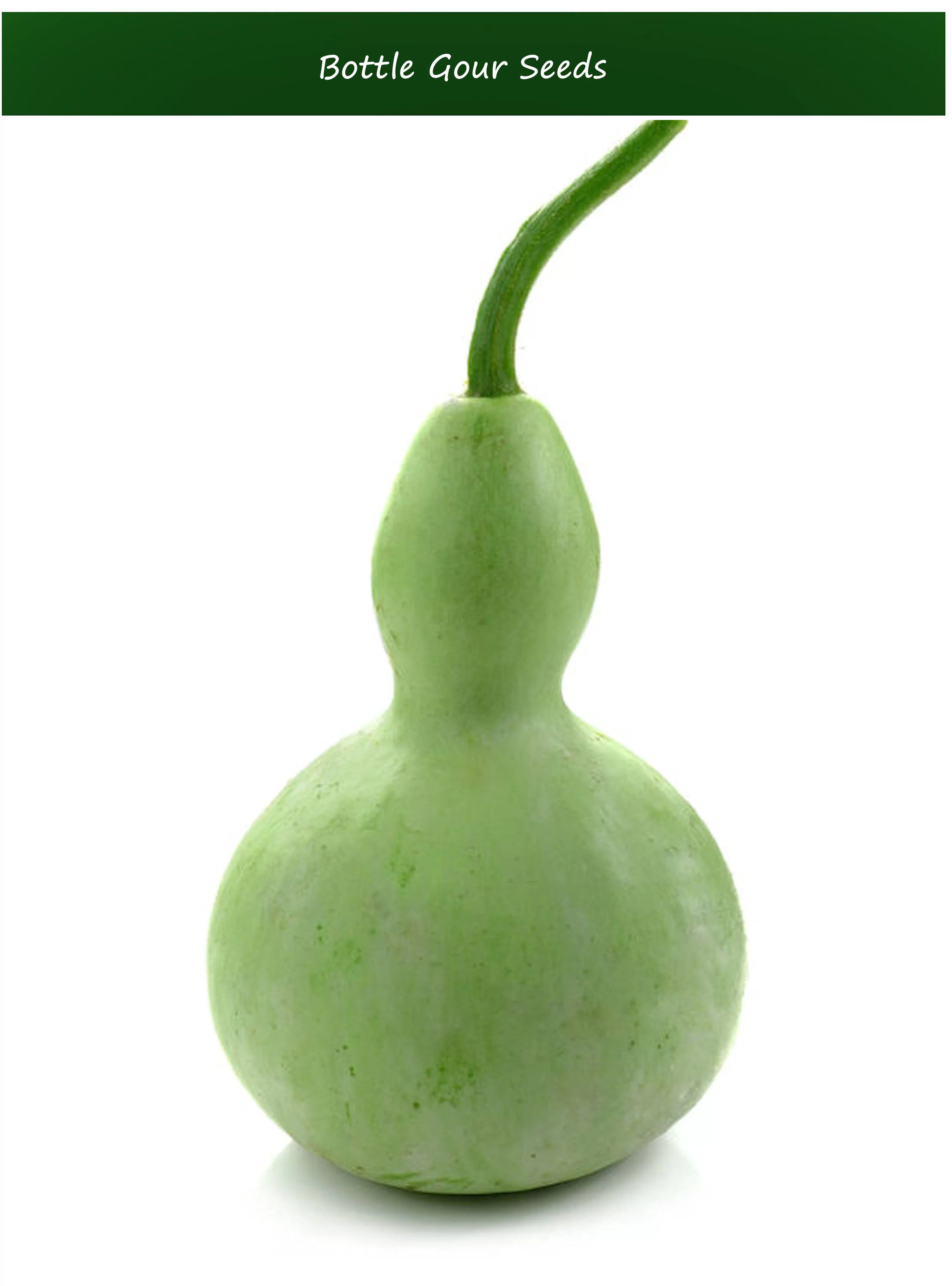 Gourd Seeds - -Bottle Gourd -20 Seeds -Ornamental = Crafts= -Dried Gourds Make Birdhouses - -Fun for Kids = Serendipity Seeds