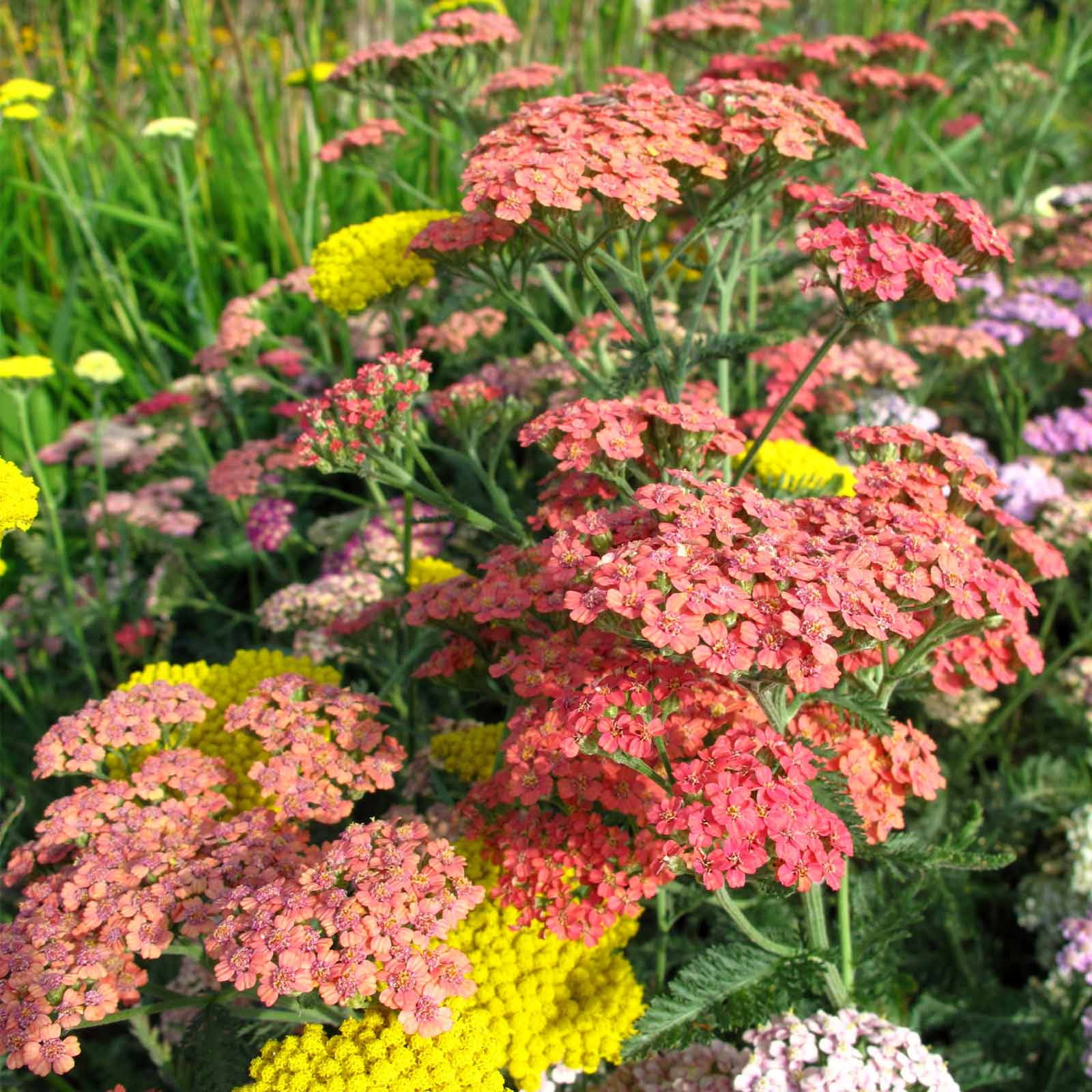 Achillea Flower Garden Seeds - Summer Pastels Mix - 1000 Seeds - Perennial Blend - Achillea millefolium