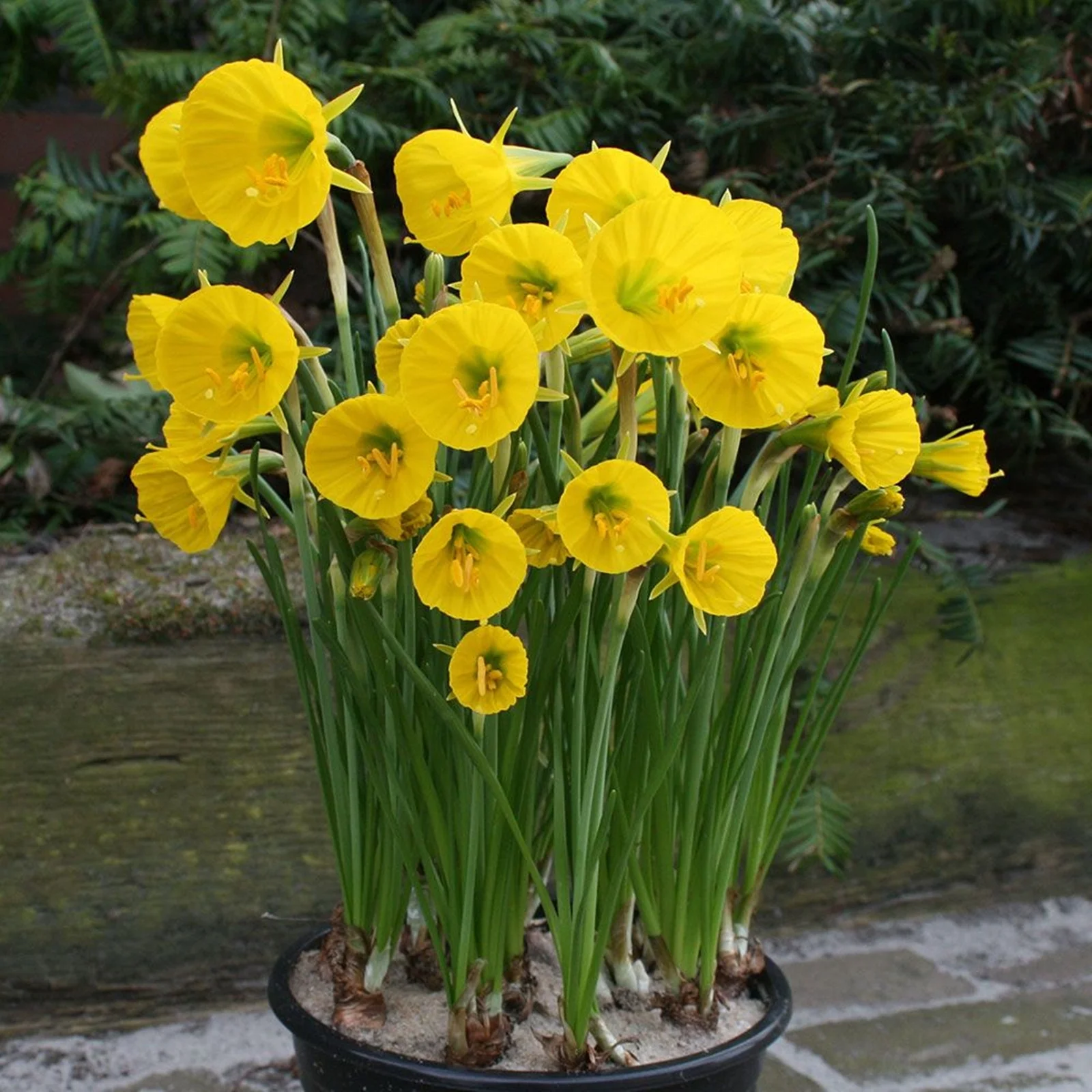 Narcissus Bulbs, Perennials,Seasonal Flowers,  Daffodil Bulbs For Planting Outdoors, Beautiful Flowers,Spotless, Perennials,Narcissus Bulbs For Sale