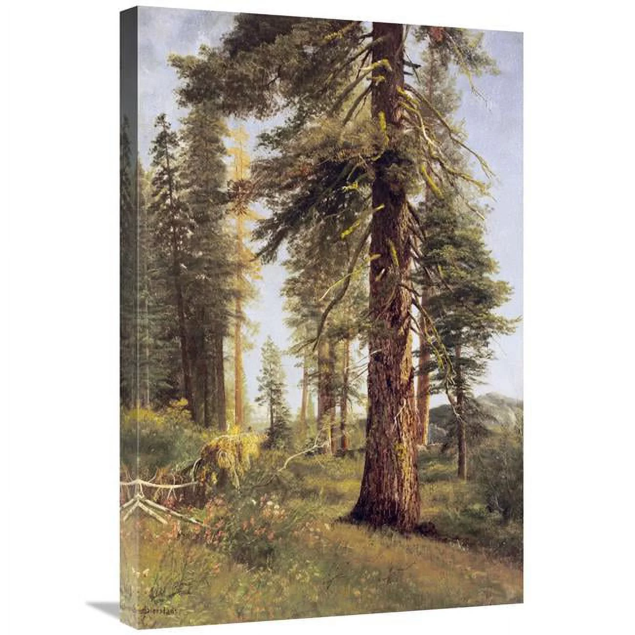 Global Gallery  California Redwoods Art Print - Albert Bierstadt