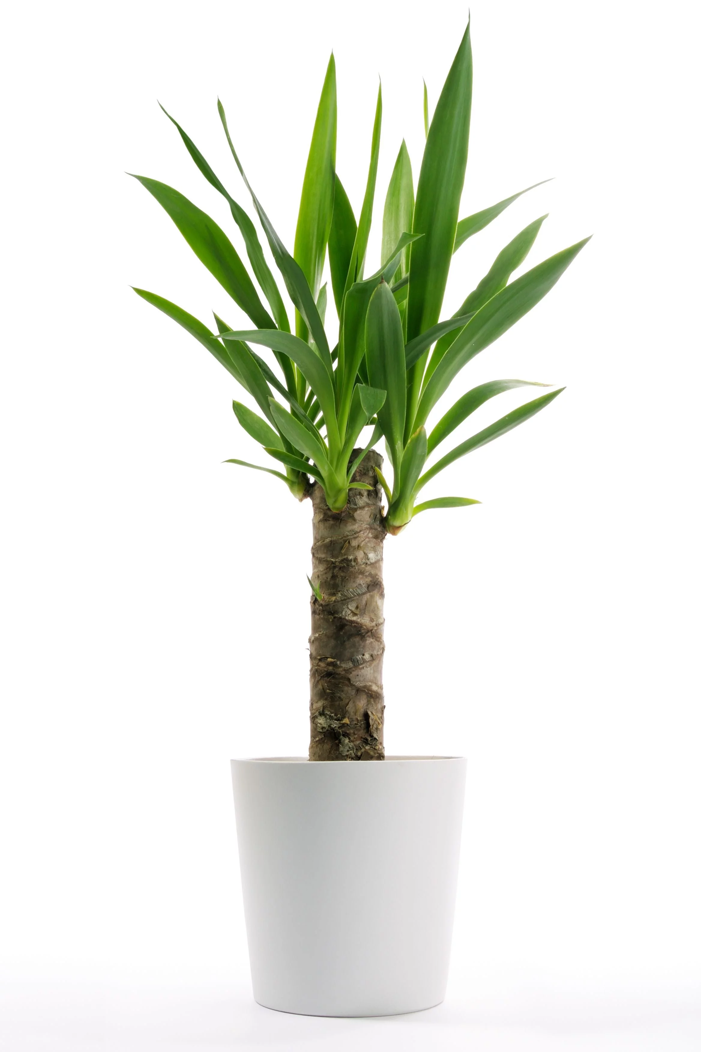 Yucca Cane Plant - Live Plant in a 4 Inch Pot - Yucca Guatemalensis - Beautiful Easy Care Air Purifying Indoor Houseplant