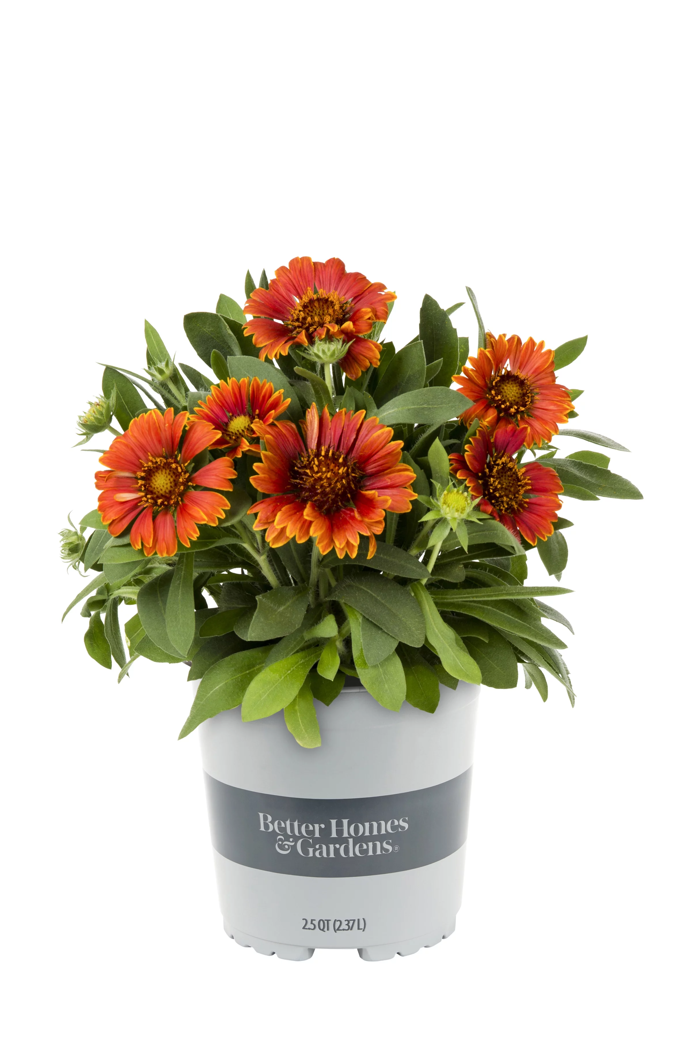 Better Homes & Gardens 2.5QT Multicolor Gaillardia Live Plant Grower Pot Sun