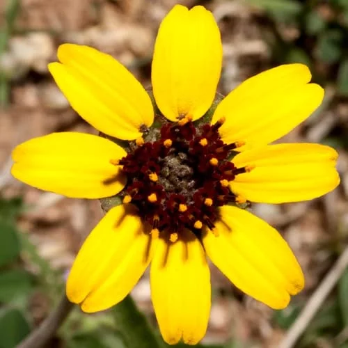CHUXAY GARDEN 10 Seeds Berlandiera Lyrata,Chocolate Flower, Chocolate Daisy,Lyreleaf Greeneyes Smelling Like Chocolate Showy Perennial Wildflower Long Bloom Time
