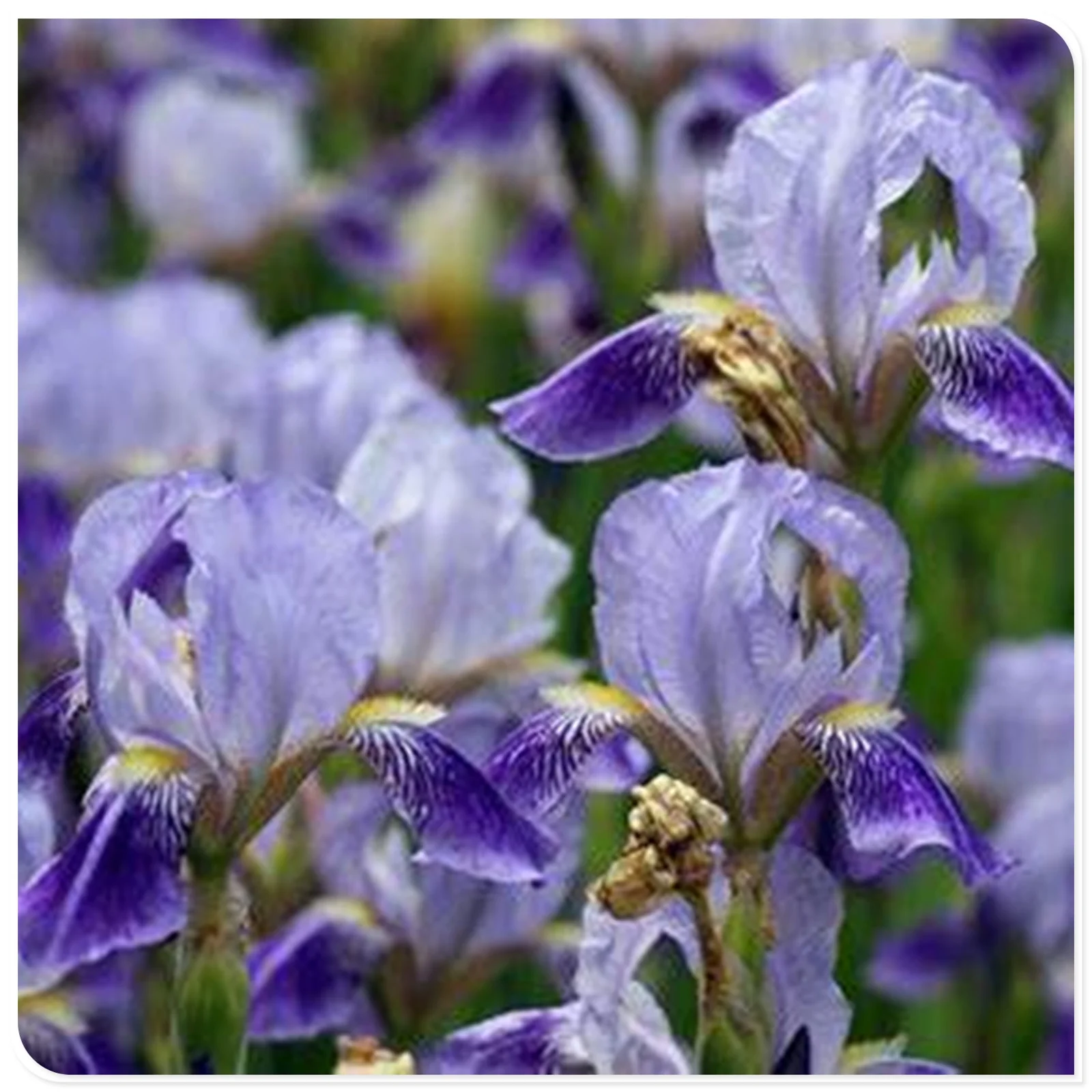 Iris Bulbs For Planting, Iris Bulbs Perennial Reblooming Bearded,Iris Tubers,Iris Rhizomes,Beautify Environment,Cold And Drought Tolerant, Gardeners Can Plant Easily,Iris Plants Bulbs,