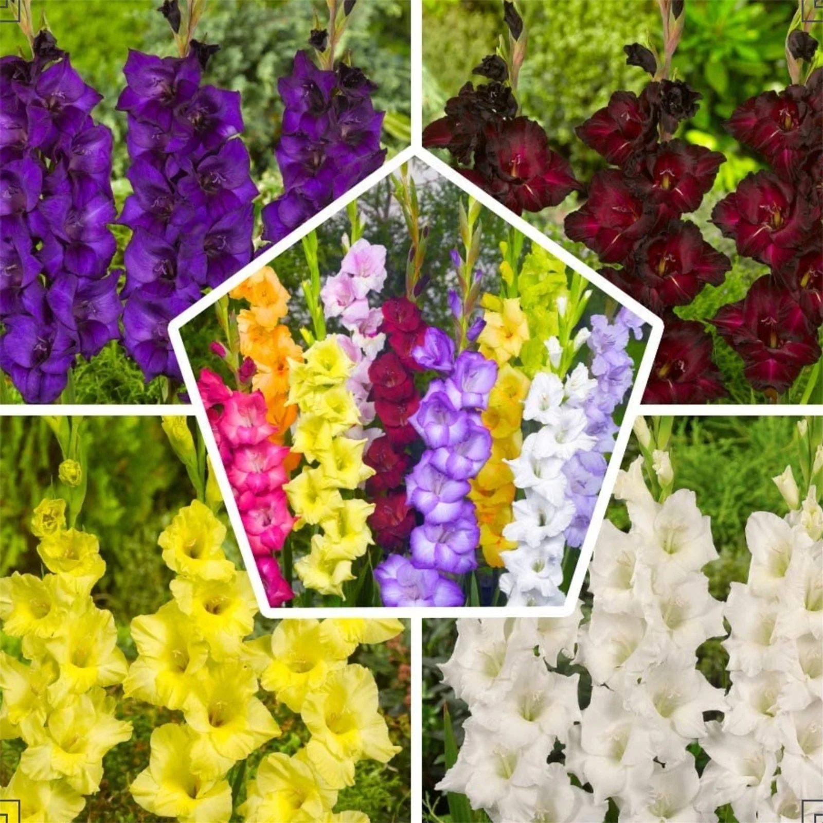Gladiolus bulbs, floral decoration  ，colorful bulbs , beautiful flower bulbs , exotic