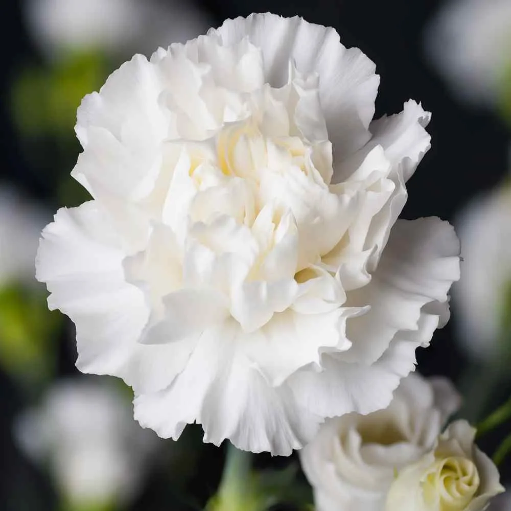 Outsidepride Carnation White - 2000 Seeds