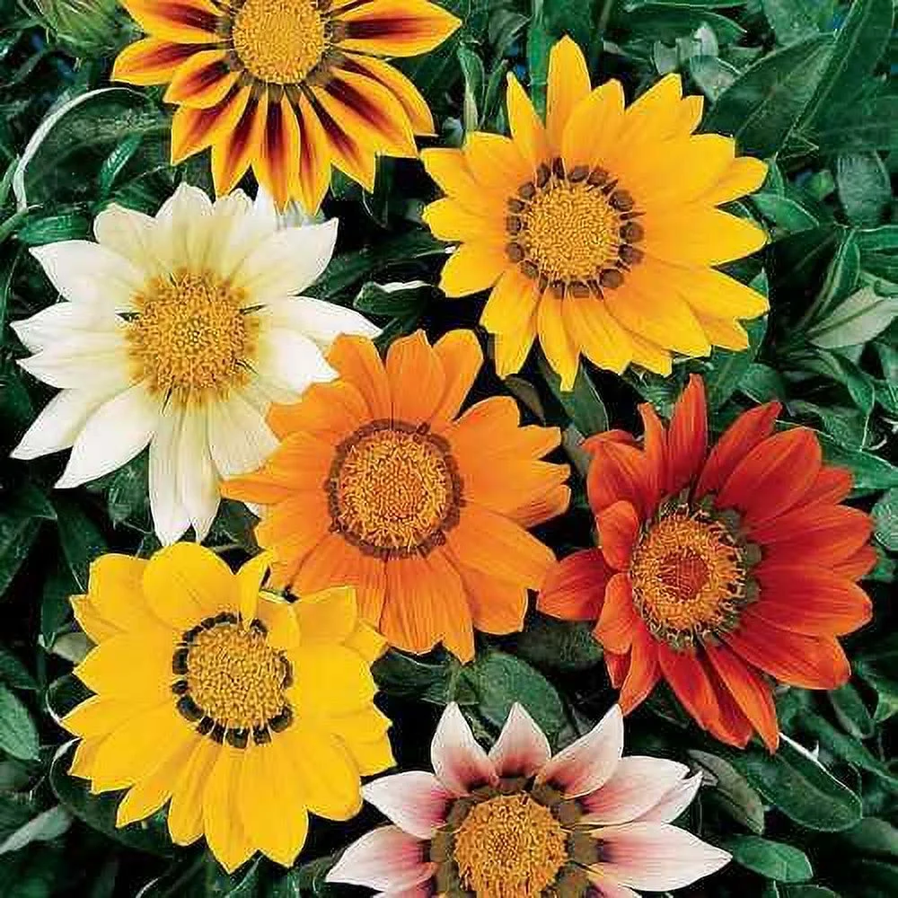 Outsidepride Gazania - 1000 Seeds