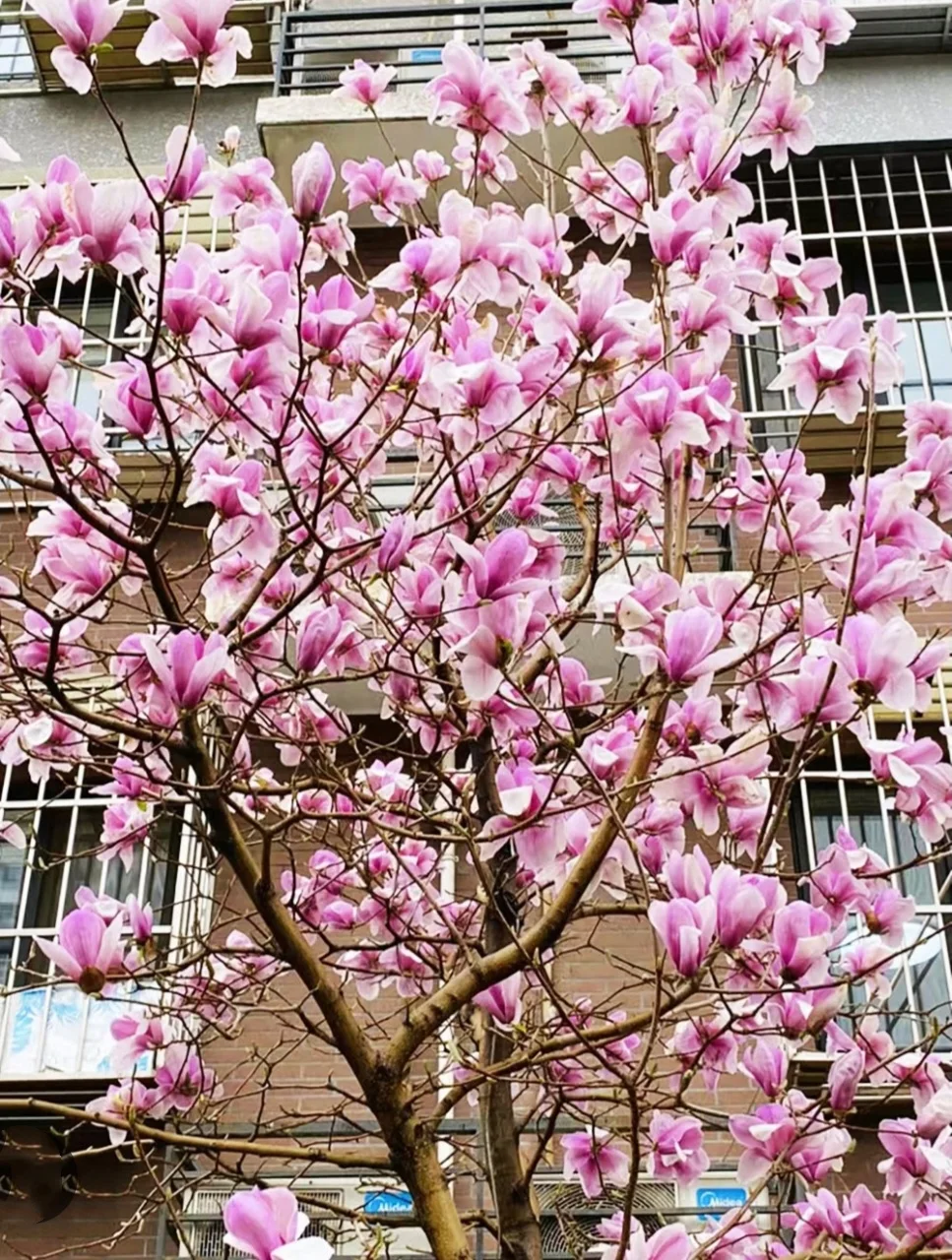 20 Magnolia Tree Seeds Saucer Mix Pink/White Flowers Chinese Magnolia