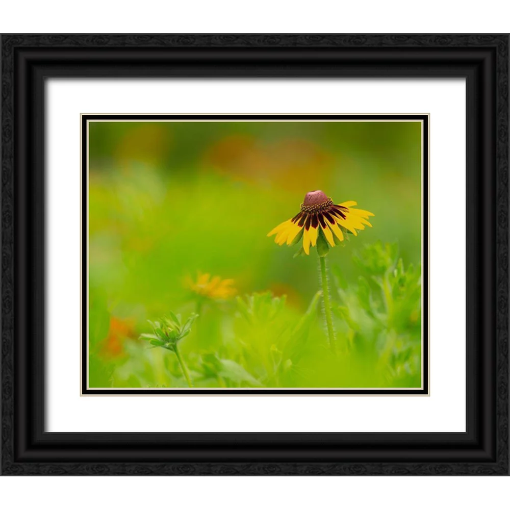 Pryor, Maresa 32x26 Black Ornate Wood Framed with Double Matting Museum Art Print Titled - Butterfly garden at the Willows trail-Anahuac National Wildlife Refuge-Texas
