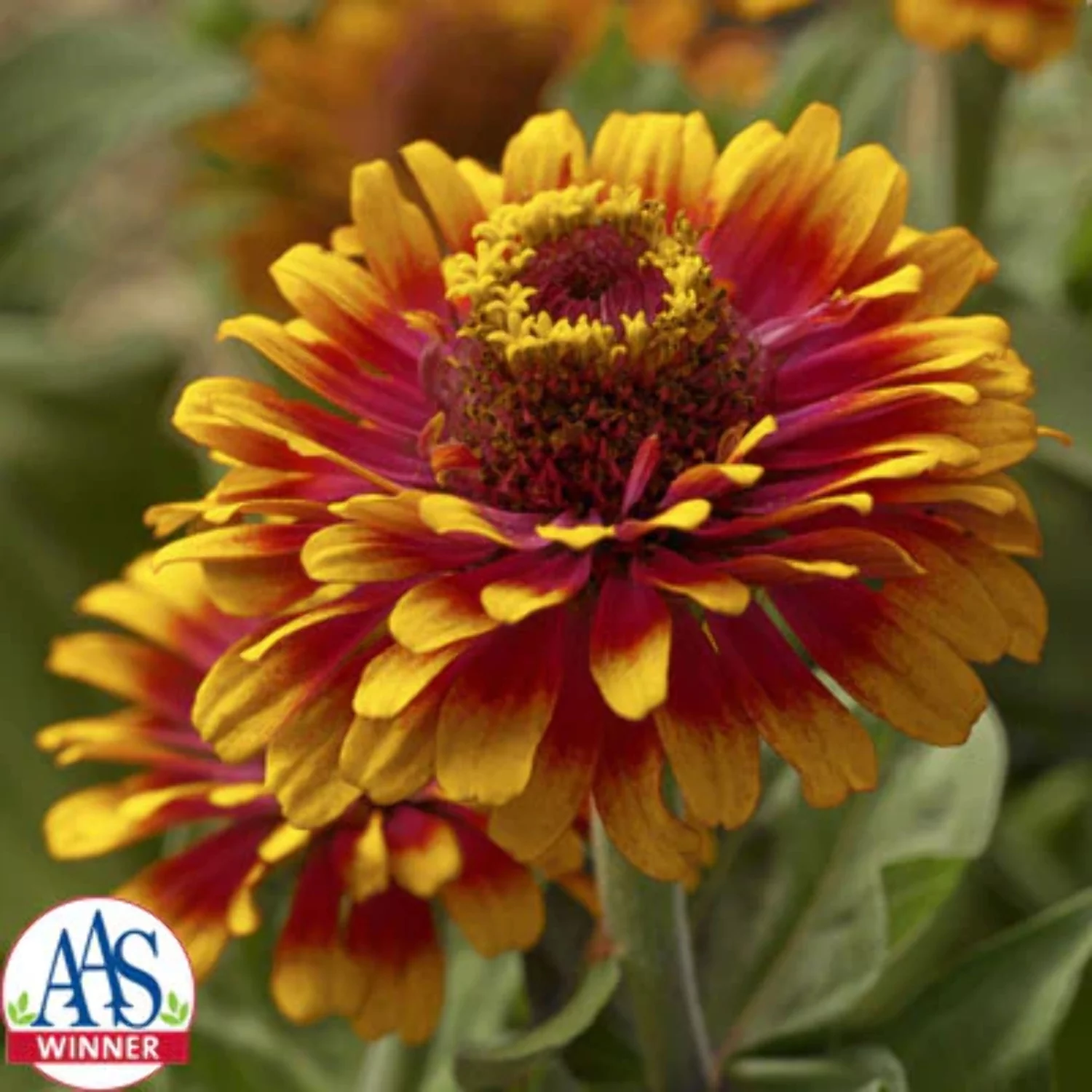 Zinnia Zowie Yellow Flame F1 Seed